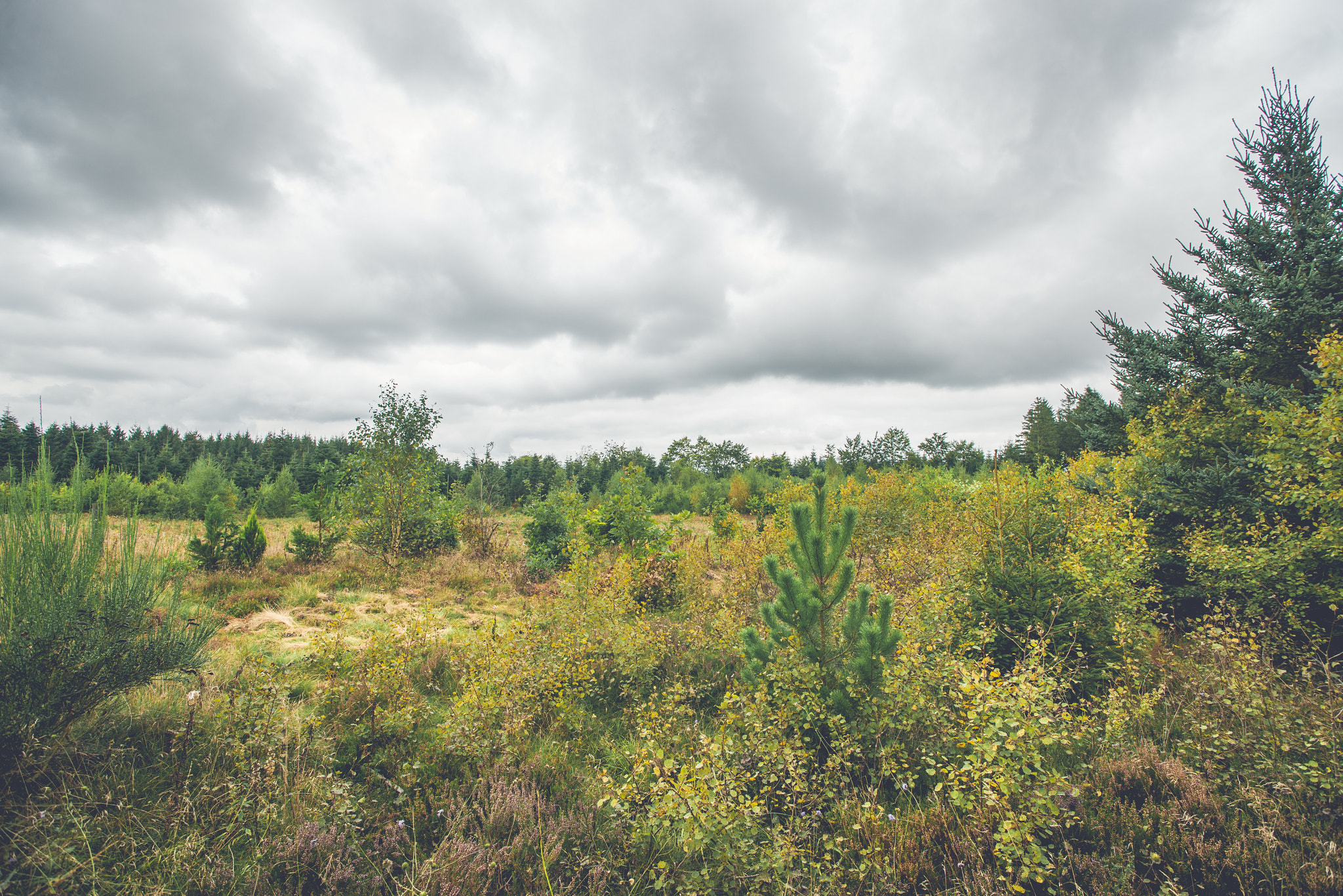 Sony Alpha DSLR-A900 sample photo. Field with birch and pine trees photography