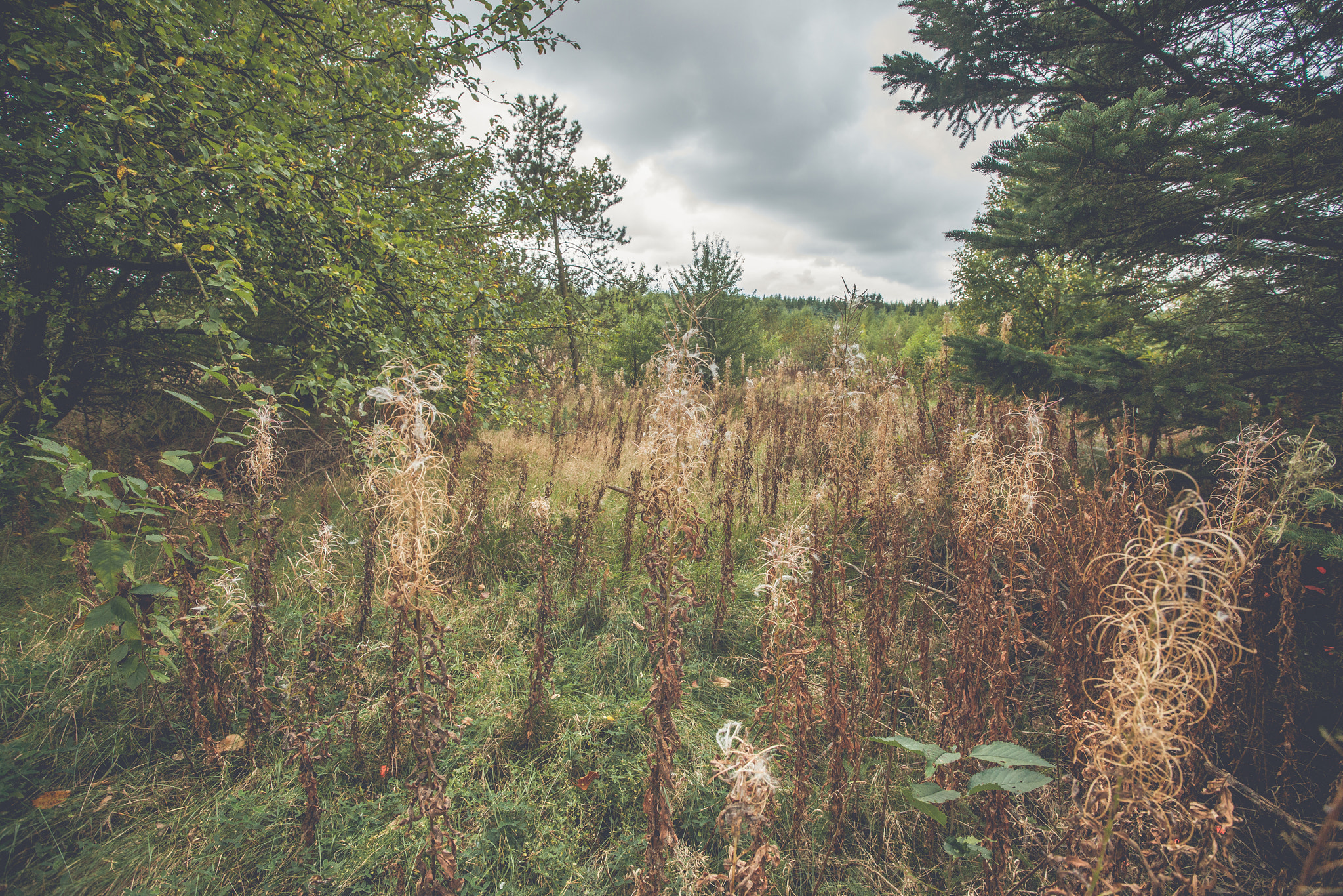 Sony Vario-Sonnar T* 16-35mm F2.8 ZA SSM sample photo. Withered wildflowers in a forest photography