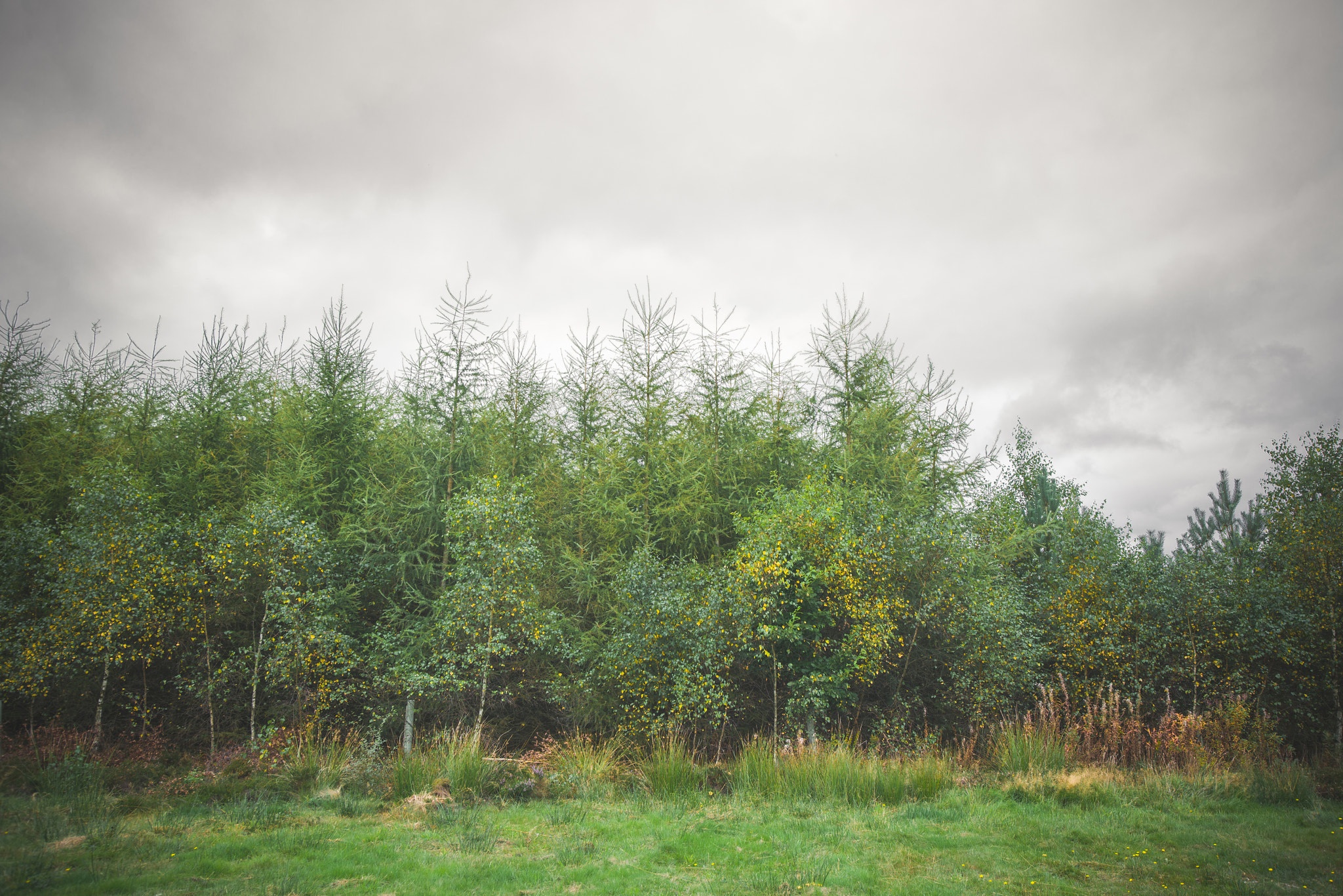 Sony Alpha DSLR-A900 + Sony Vario-Sonnar T* 16-35mm F2.8 ZA SSM sample photo. Green trees in the beginning of autumn photography