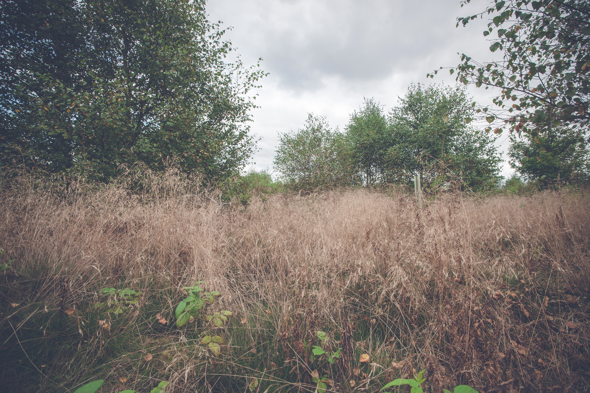 Sony Alpha DSLR-A900 sample photo. Tall grass in the fall on a meadow photography