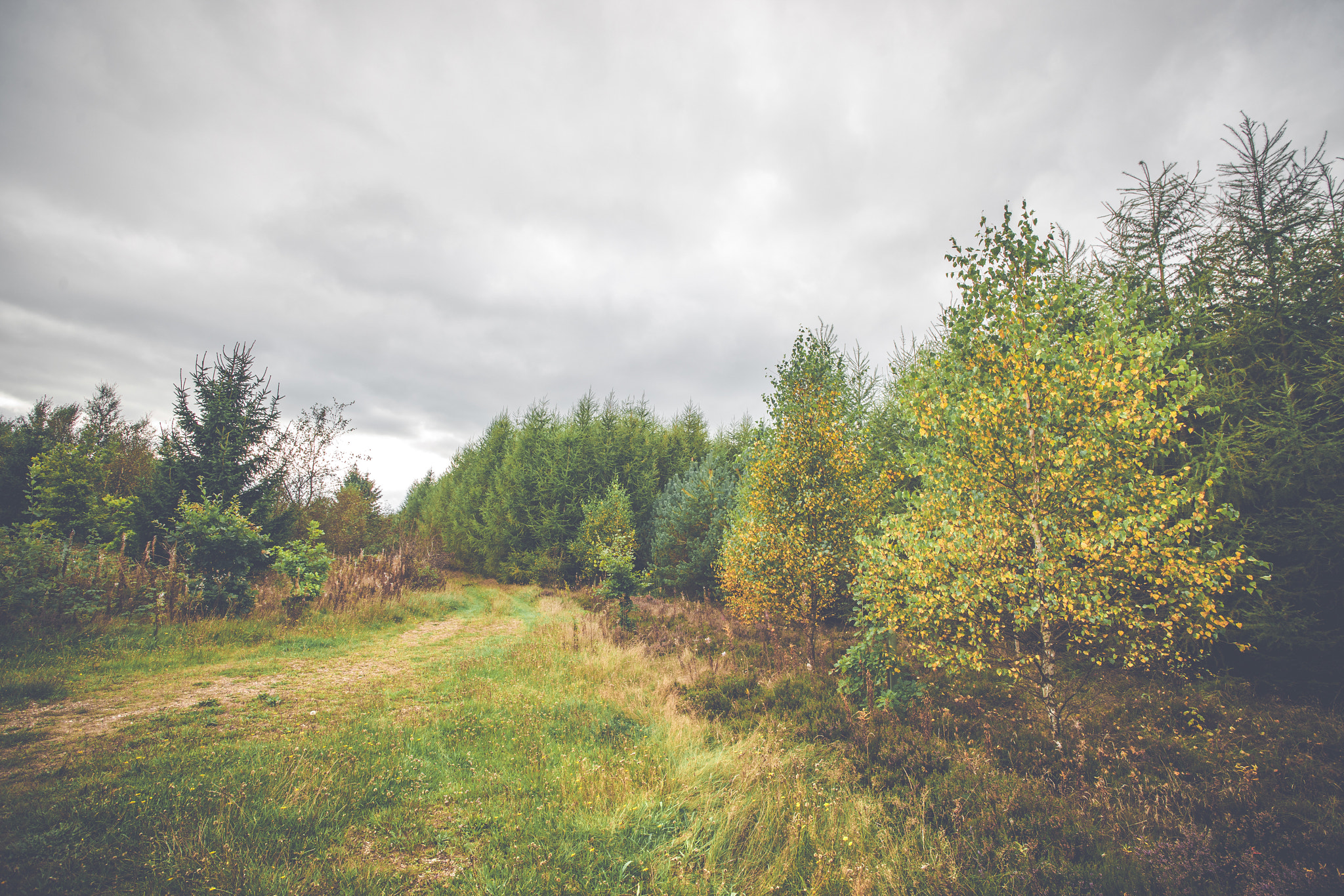 Sony Alpha DSLR-A900 + Sony Vario-Sonnar T* 16-35mm F2.8 ZA SSM sample photo. Countryside landscape with yellow birch trees photography