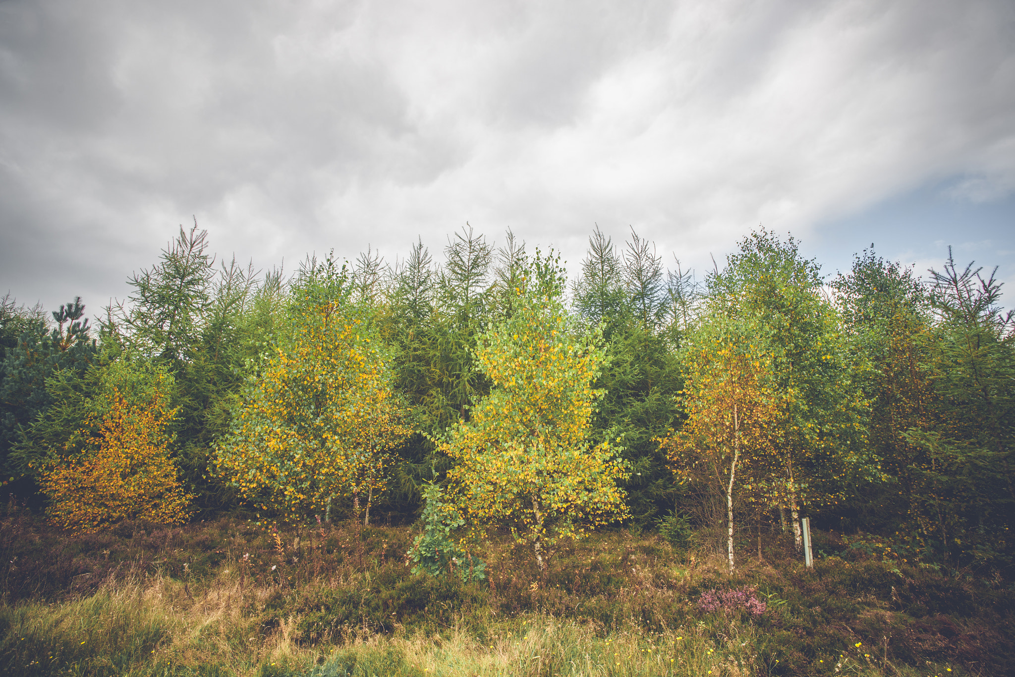 Sony Alpha DSLR-A900 + Sony Vario-Sonnar T* 16-35mm F2.8 ZA SSM sample photo. Birch trees in autumn colors photography
