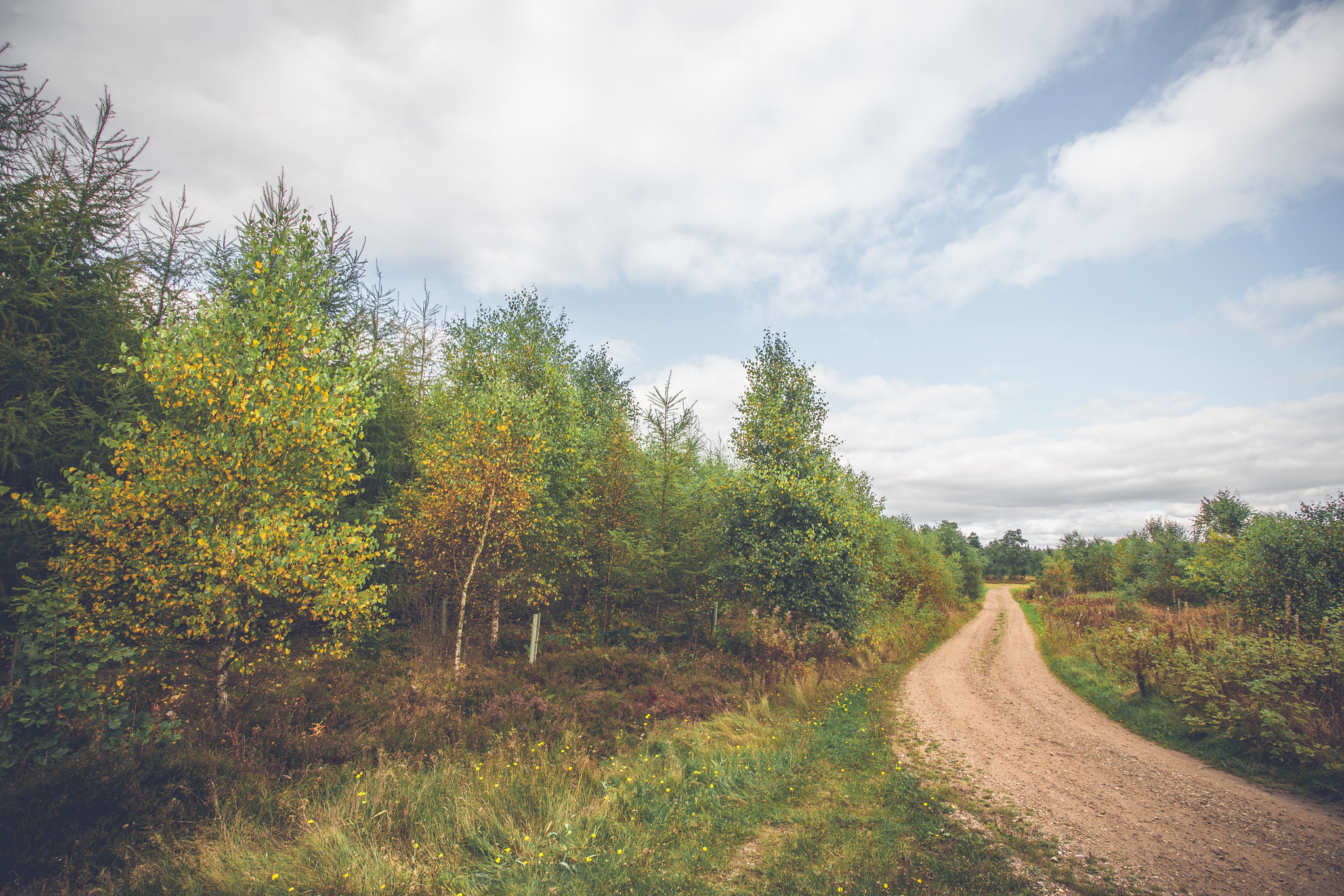 Sony Alpha DSLR-A900 + Sony Vario-Sonnar T* 16-35mm F2.8 ZA SSM sample photo. Birch trees by a nature trail photography