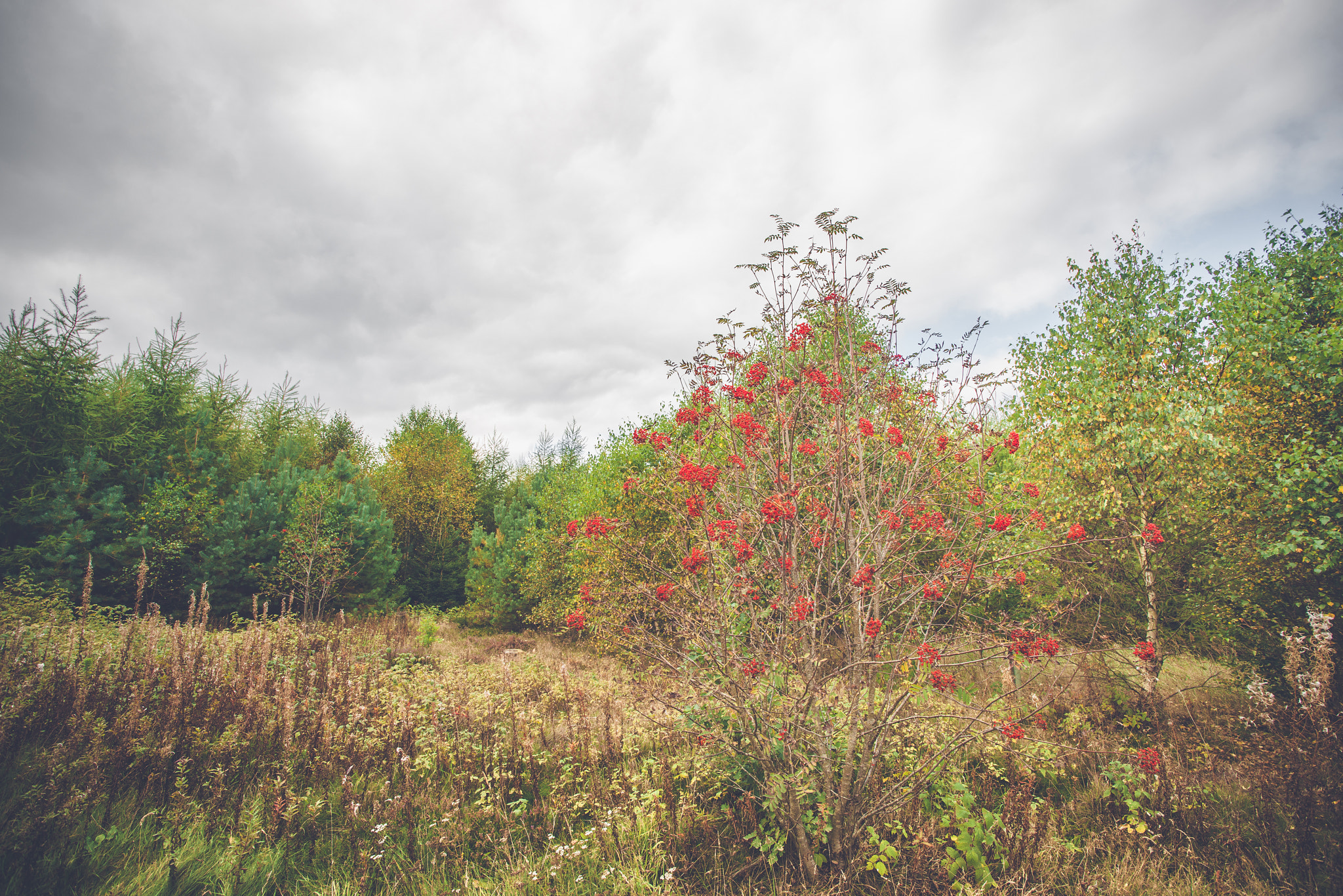 Sony Alpha DSLR-A900 sample photo. Red berries in autumn in a park photography