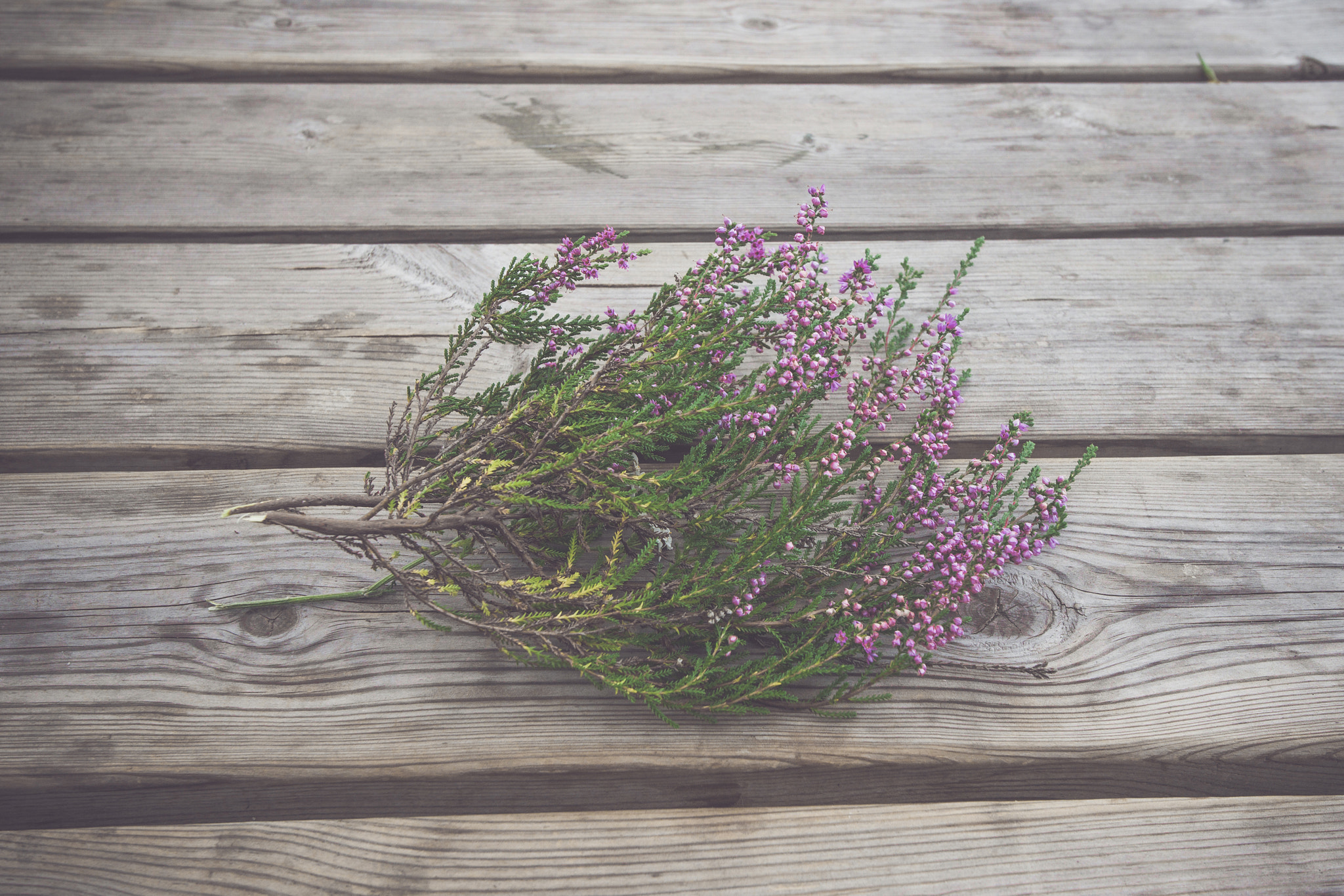 Sony Alpha DSLR-A900 sample photo. Heather with violet flowers photography