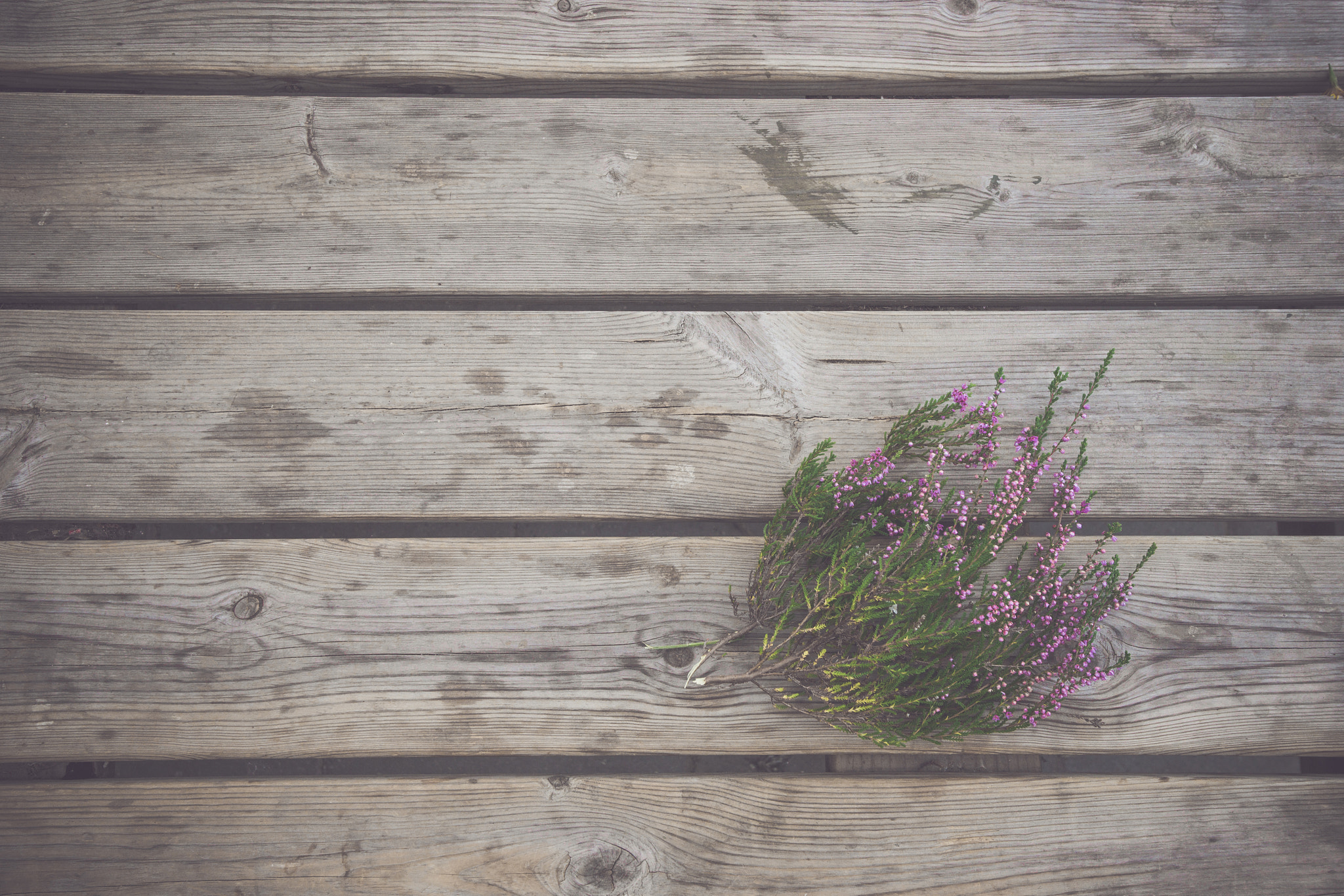 Sony Alpha DSLR-A900 sample photo. Heather plant with purple flowers photography