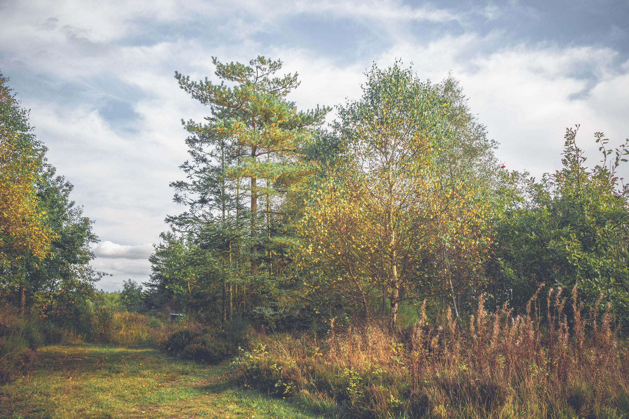 Sony Alpha DSLR-A900 + Sony Vario-Sonnar T* 16-35mm F2.8 ZA SSM sample photo. Birch trees in autumn photography