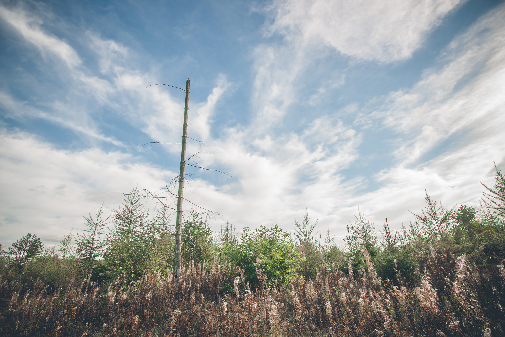 Sony Alpha DSLR-A900 + Sony Vario-Sonnar T* 16-35mm F2.8 ZA SSM sample photo. Barenaked tree on a field photography