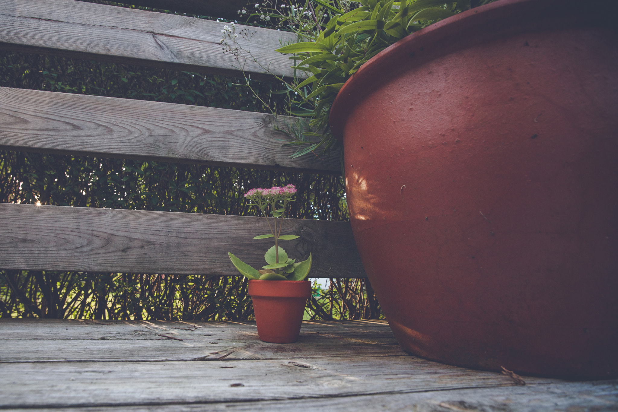 Sony Alpha DSLR-A900 sample photo. Flower pots in dark red color photography