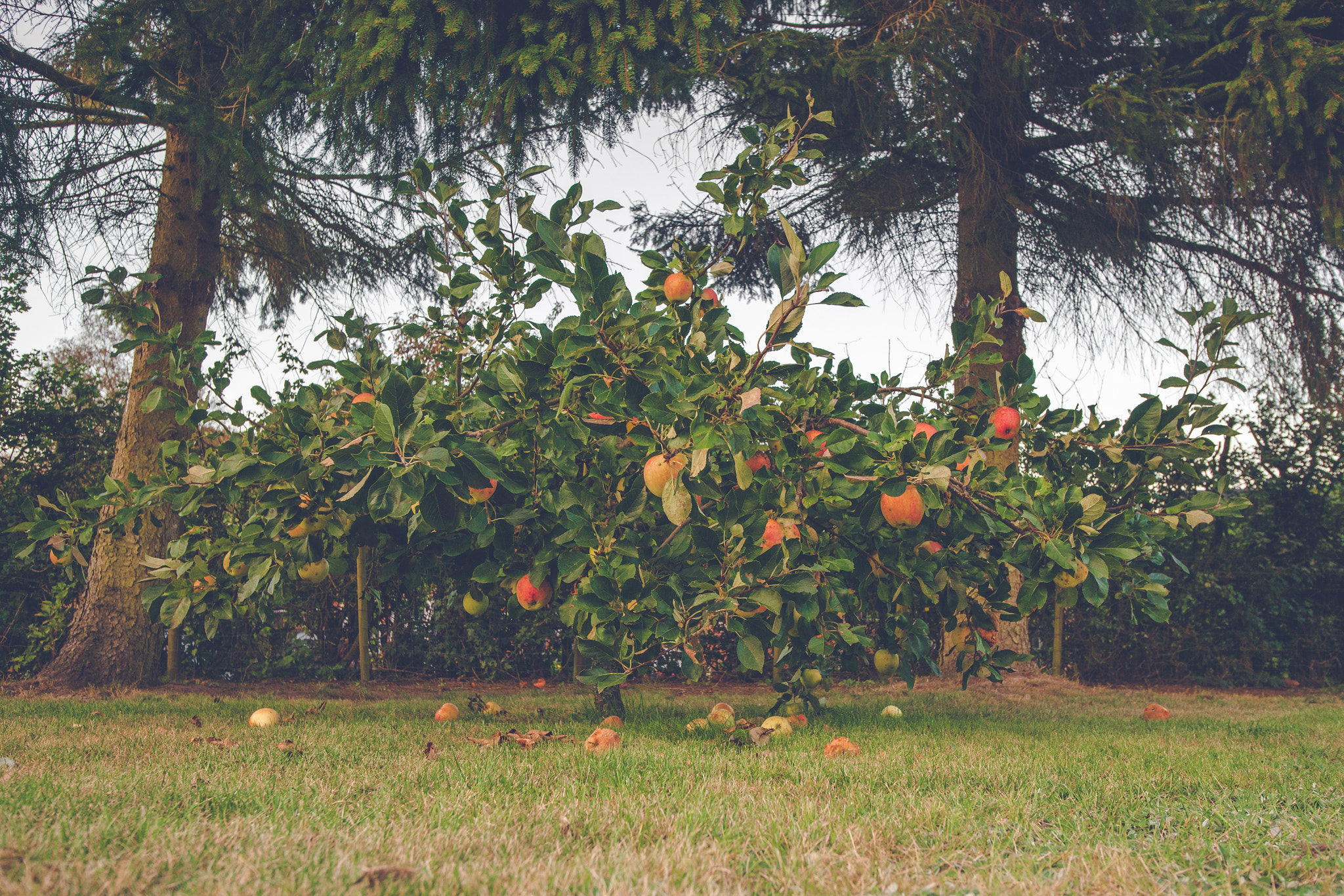 Sony Alpha DSLR-A900 + Sony Vario-Sonnar T* 16-35mm F2.8 ZA SSM sample photo. Colorful apples on an apple tree photography