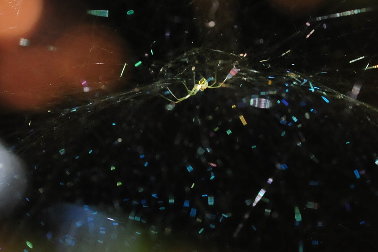 Nikon D300 sample photo. Spider photography