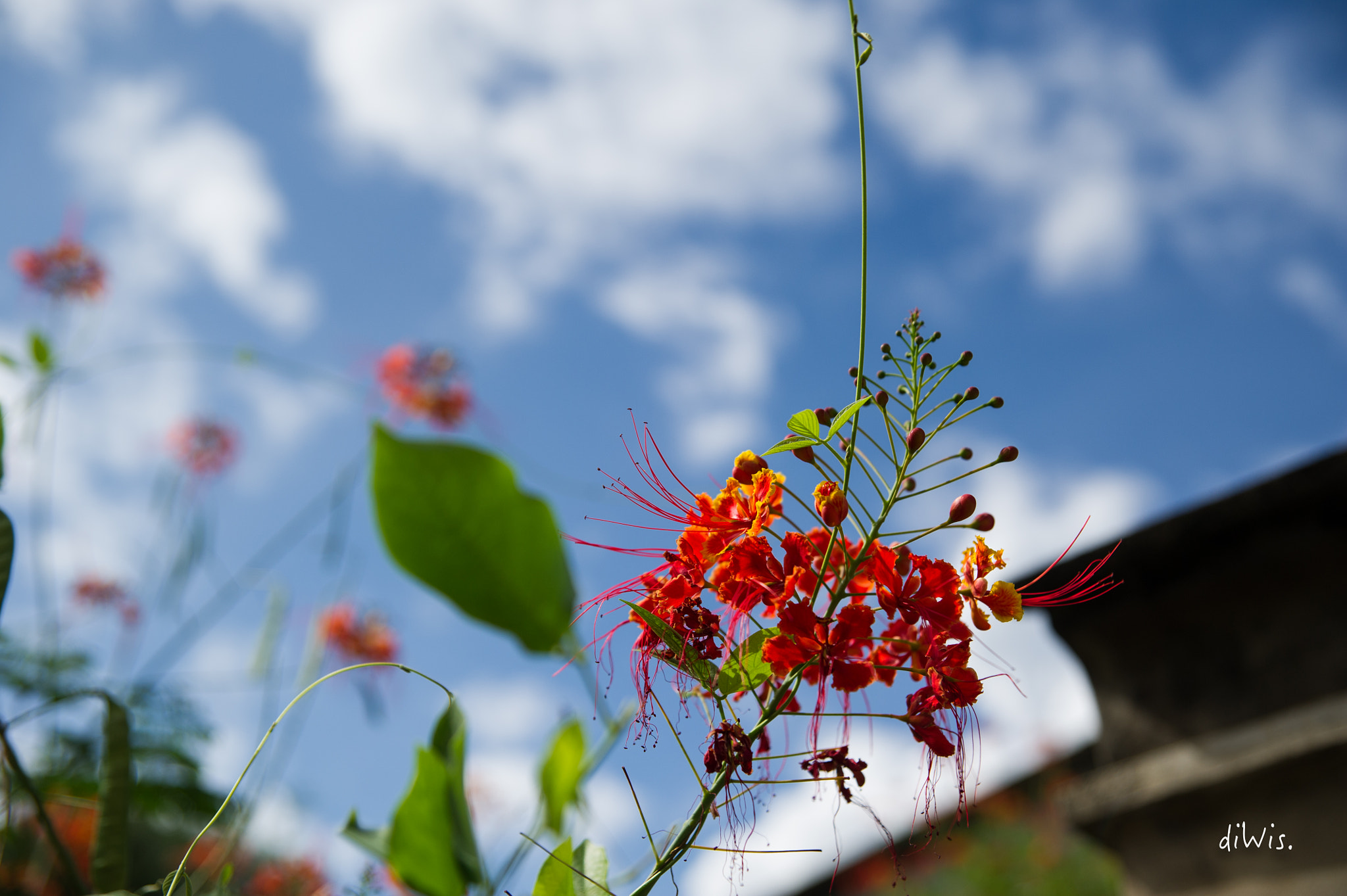 Nikon D3S + Sigma 24-70mm F2.8 EX DG HSM sample photo. Flowers in the town, chiang mai photography