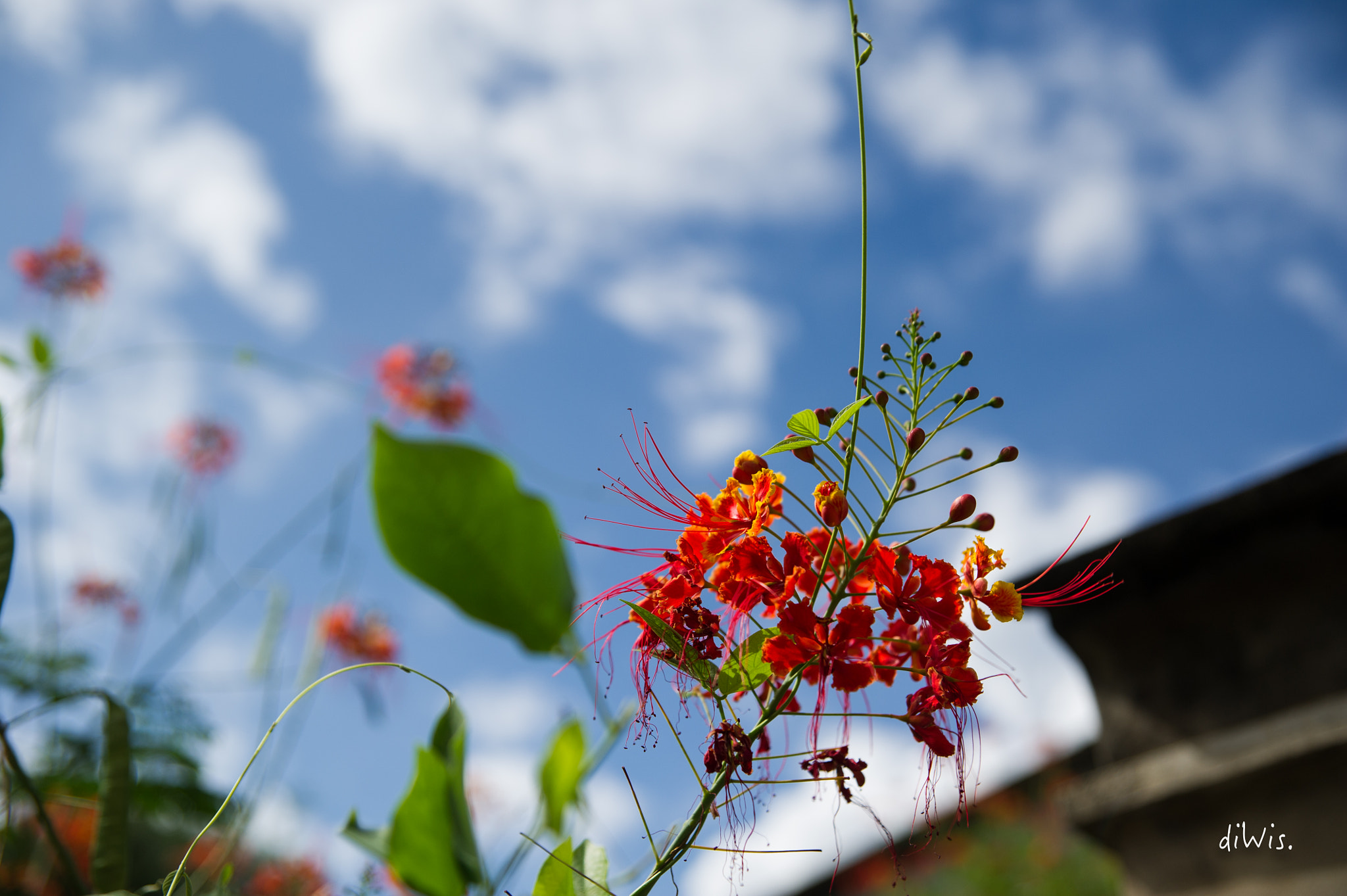 Sigma 24-70mm F2.8 EX DG HSM sample photo. Flowers in the town, chiang mai photography