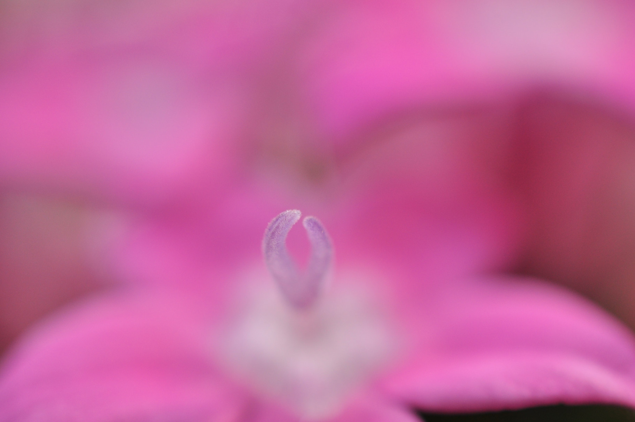 Nikon AF-S DX Micro Nikkor 40mm F2.8 sample photo. Pentas photography
