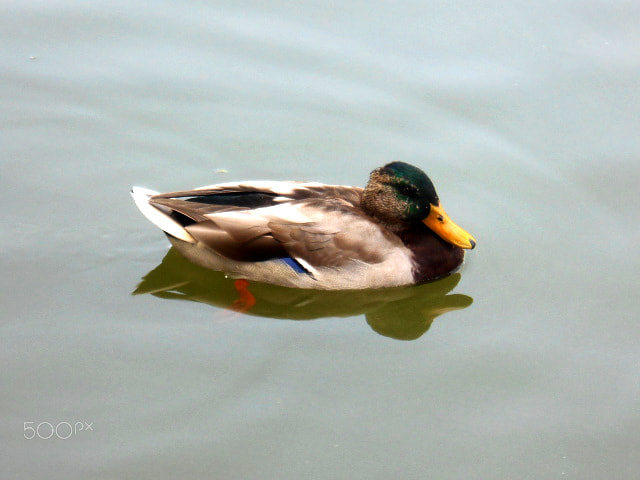 Nikon COOLPIX S4400 sample photo. Important duck photography