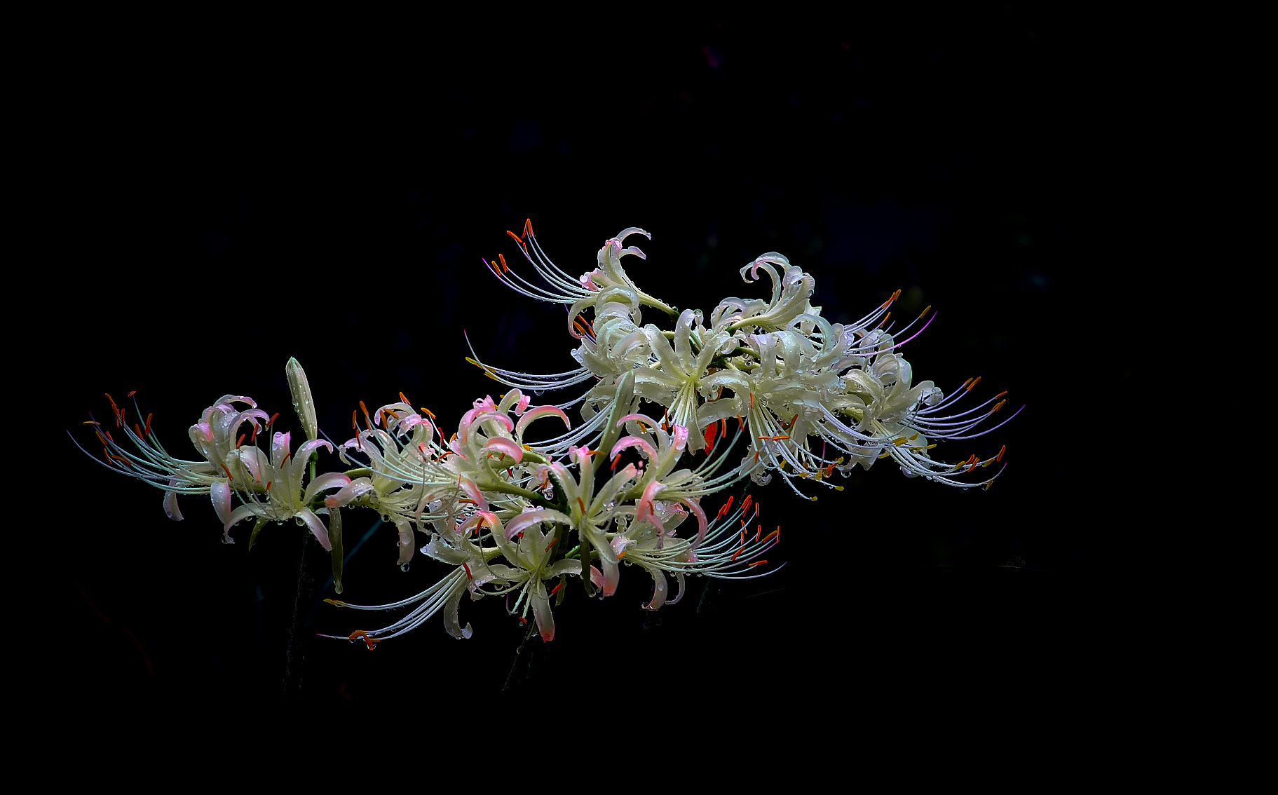 Pentax smc D-FA 100mm F2.8 Macro WR sample photo. Cluster amaryllis photography