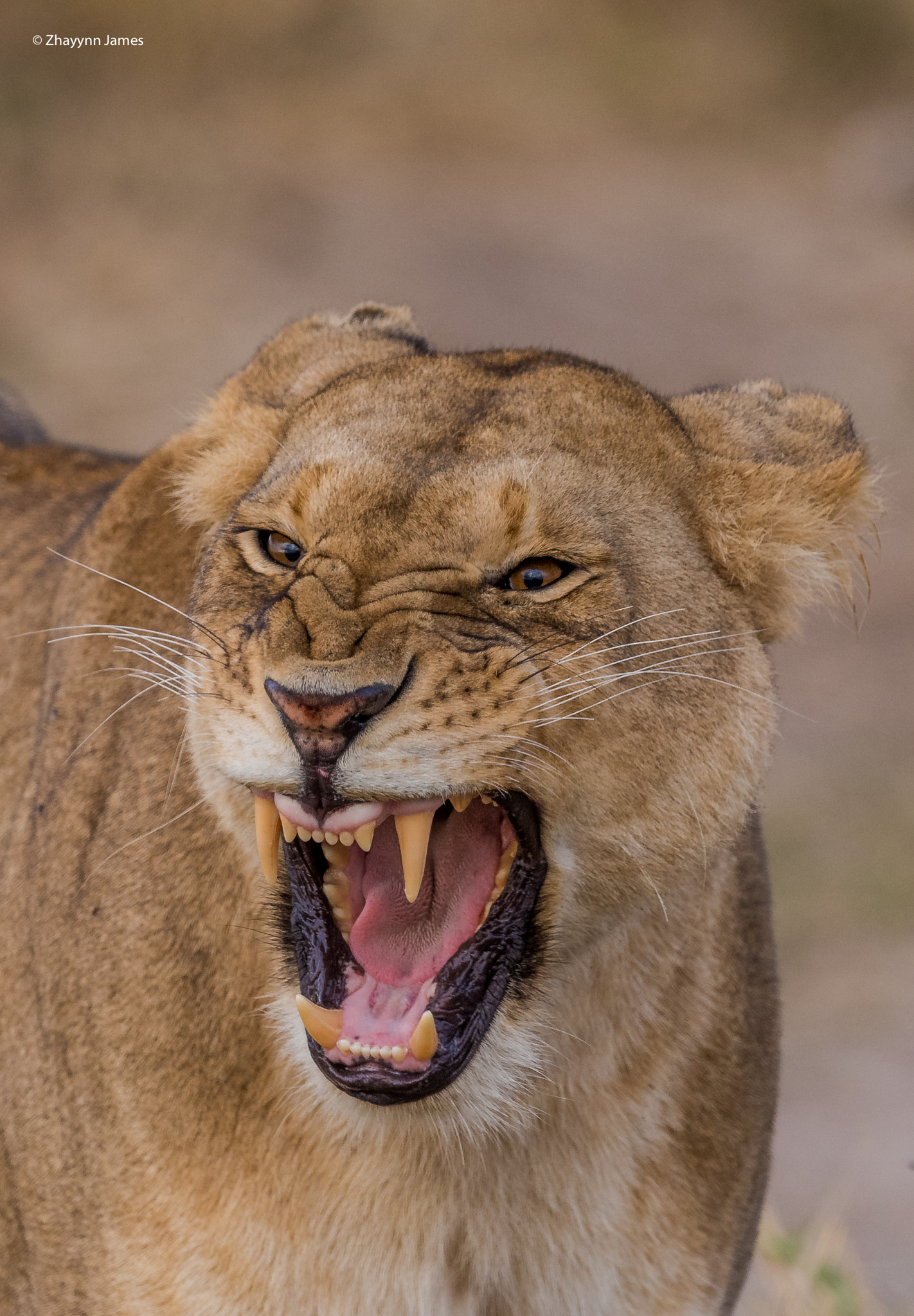 Nikon D5 + Nikon AF-S Nikkor 500mm F4G ED VR sample photo. Fallacious ferocity photography