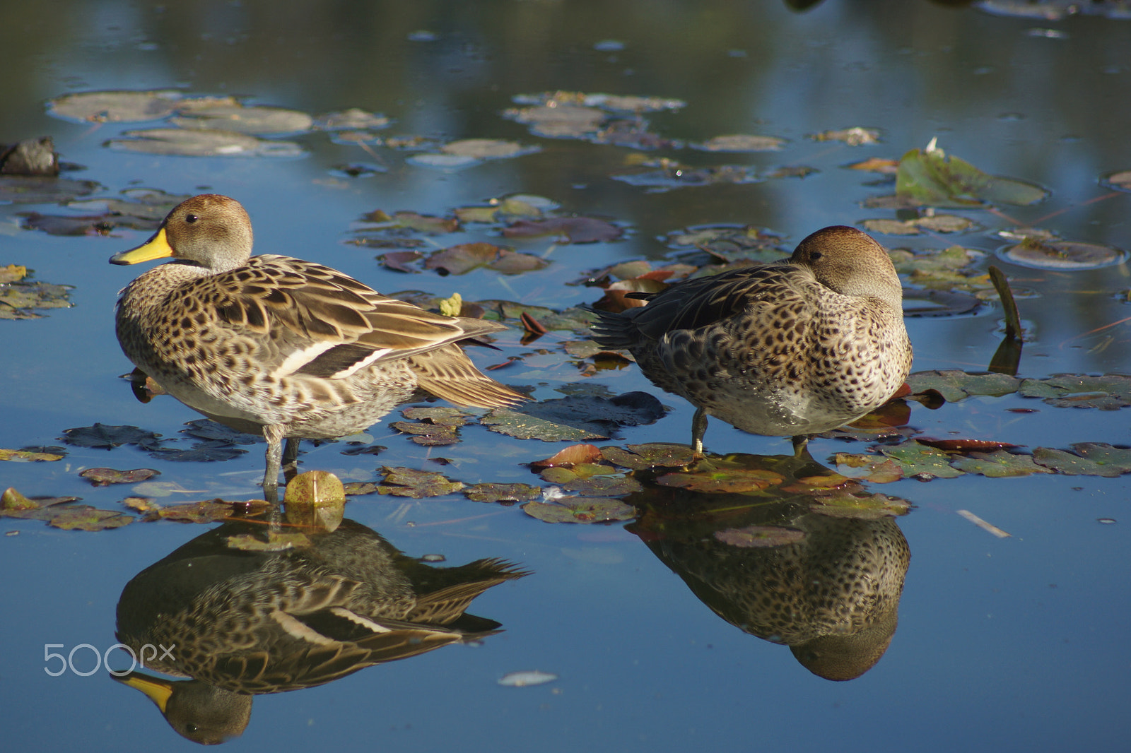 Sony 75-300mm F4.5-5.6 sample photo. Angry duck photography