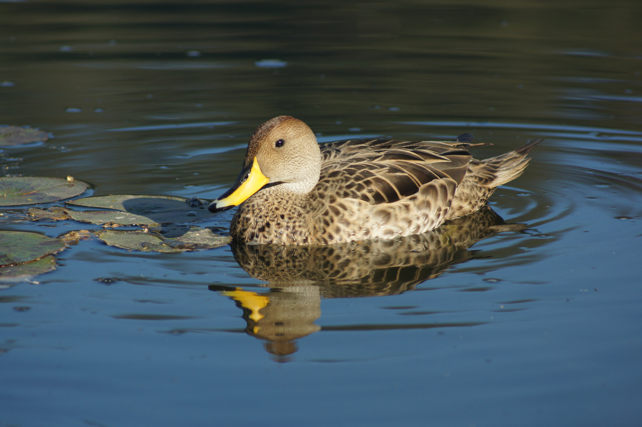 Sony 75-300mm F4.5-5.6 sample photo. Duck in the park photography