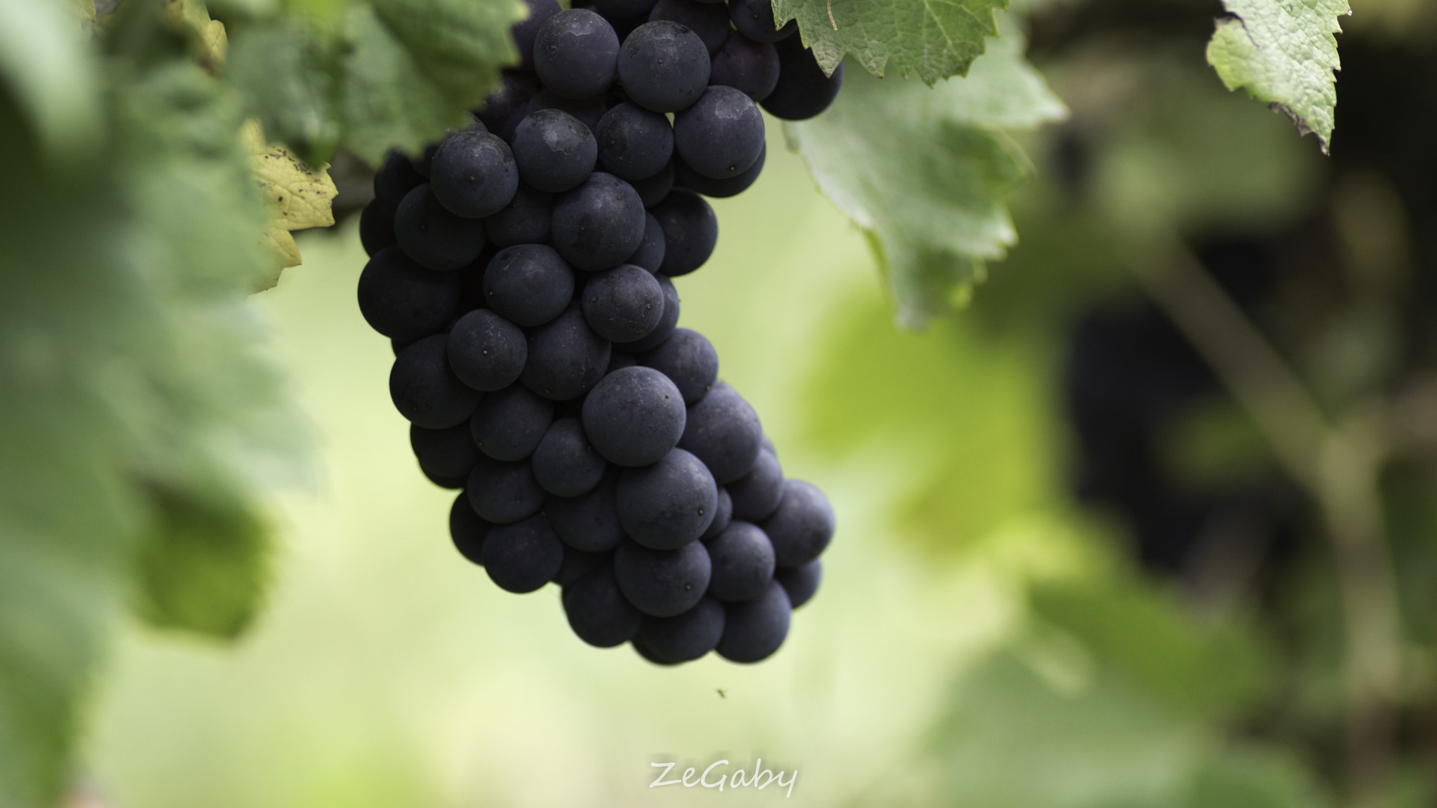 Tamron AF 70-300mm F4-5.6 Di LD Macro sample photo. Pinot noir suspended photography