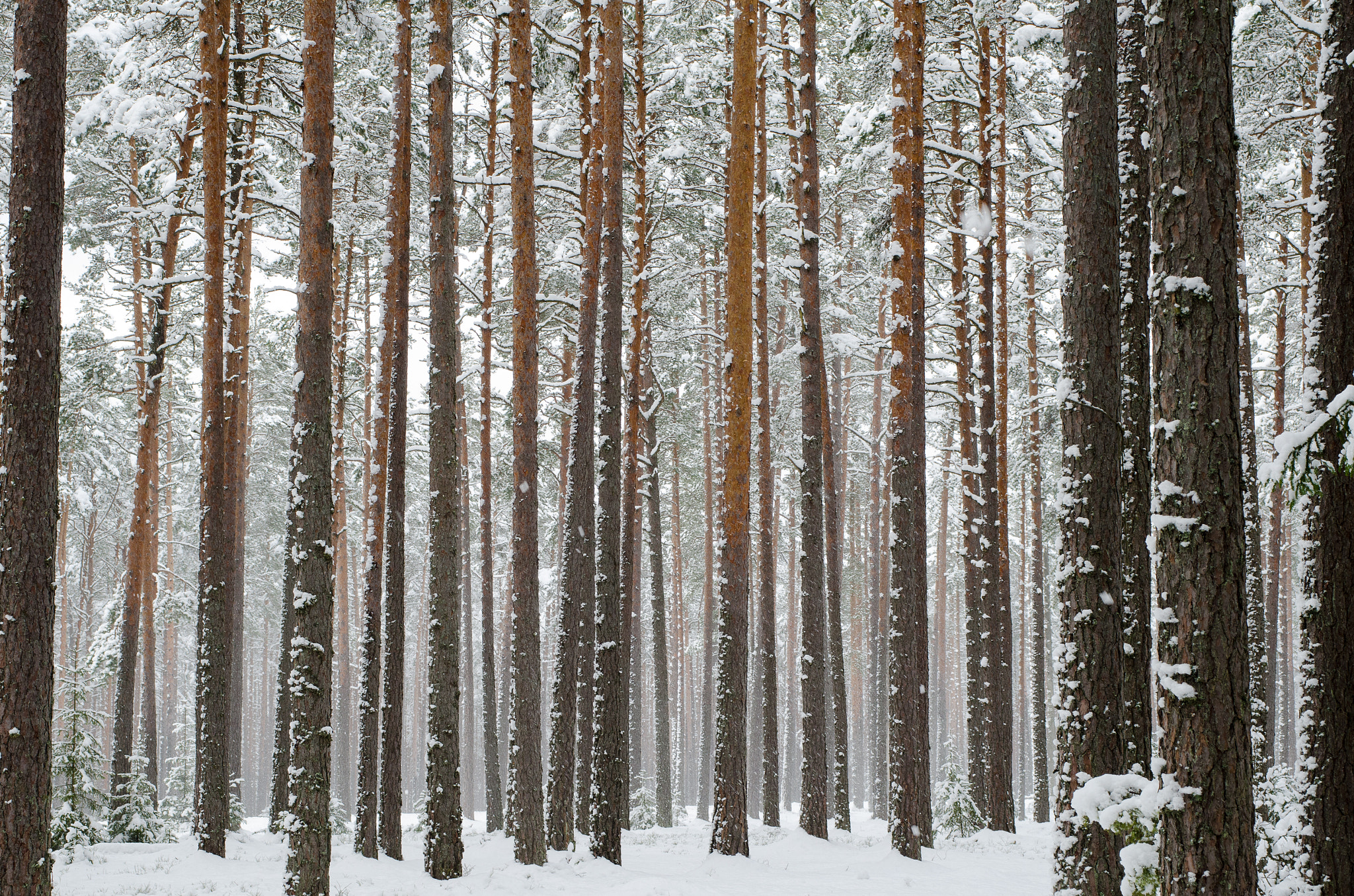 Nikon D7000 + Sigma 24-70mm F2.8 EX DG Macro sample photo. Snow covered pine tree trunks in pine forest as background photography