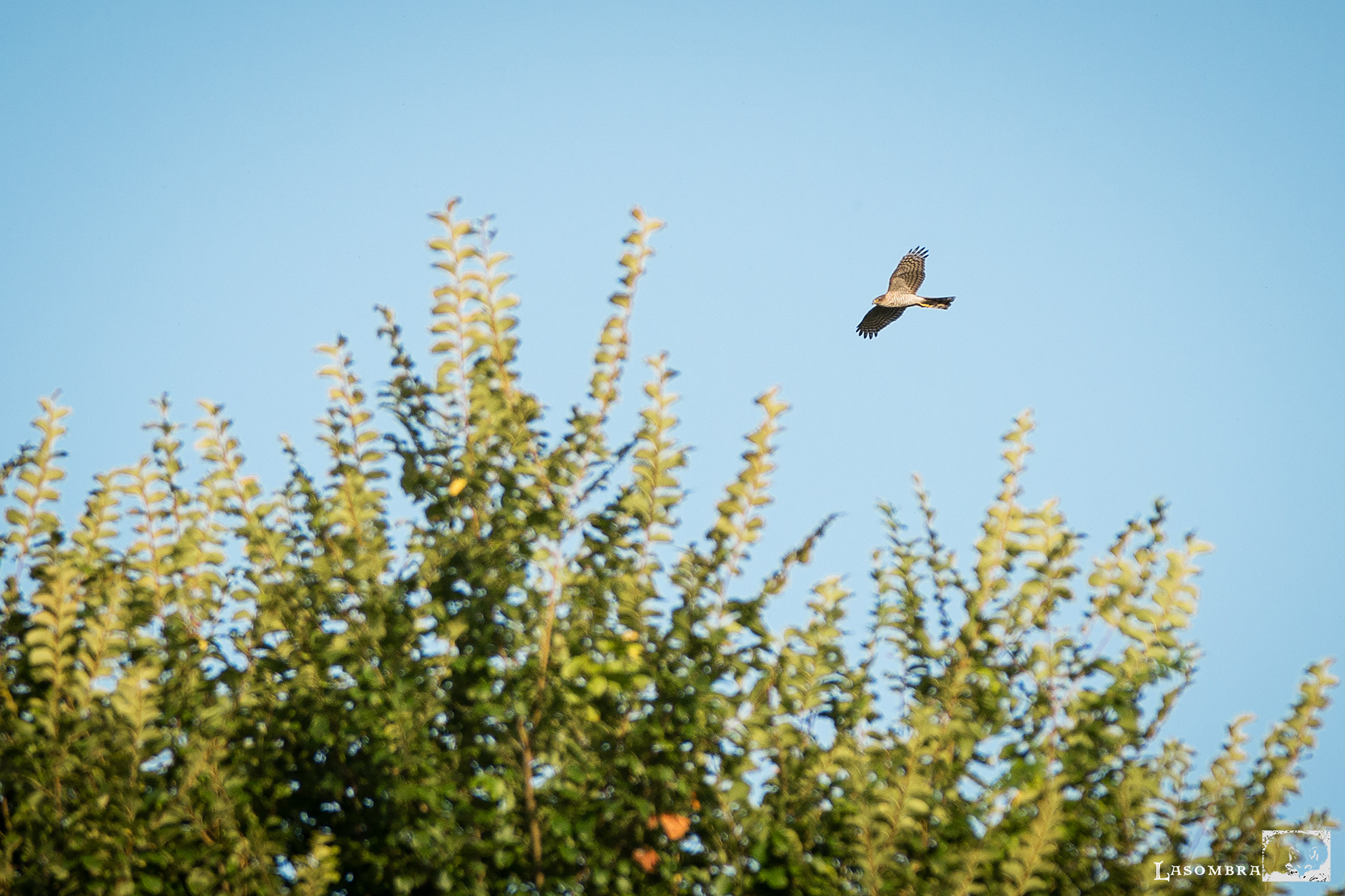 Nikon AF-S Nikkor 300mm F2.8G ED VR II sample photo. Sparrowhawk photography
