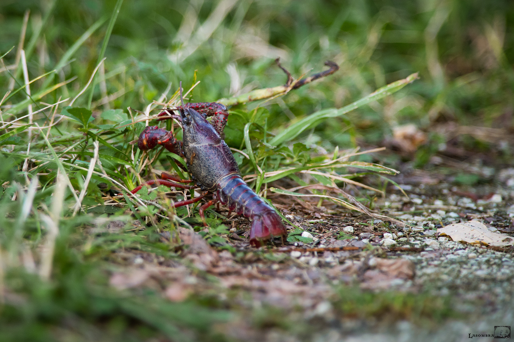 Nikon AF-S Nikkor 300mm F2.8G ED VR II sample photo. Red crayfish photography