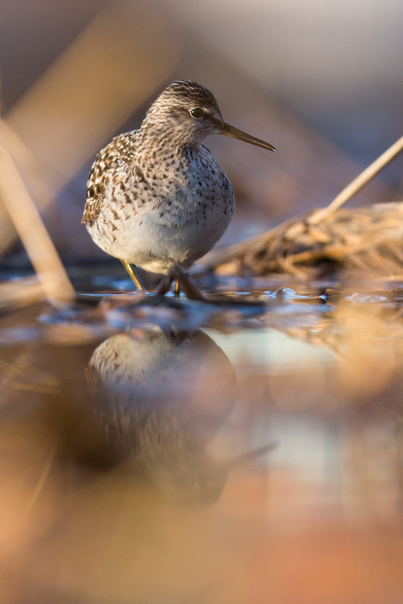 Canon EOS 6D + Canon EF 300mm F2.8L IS USM sample photo. Wood sandpiper photography