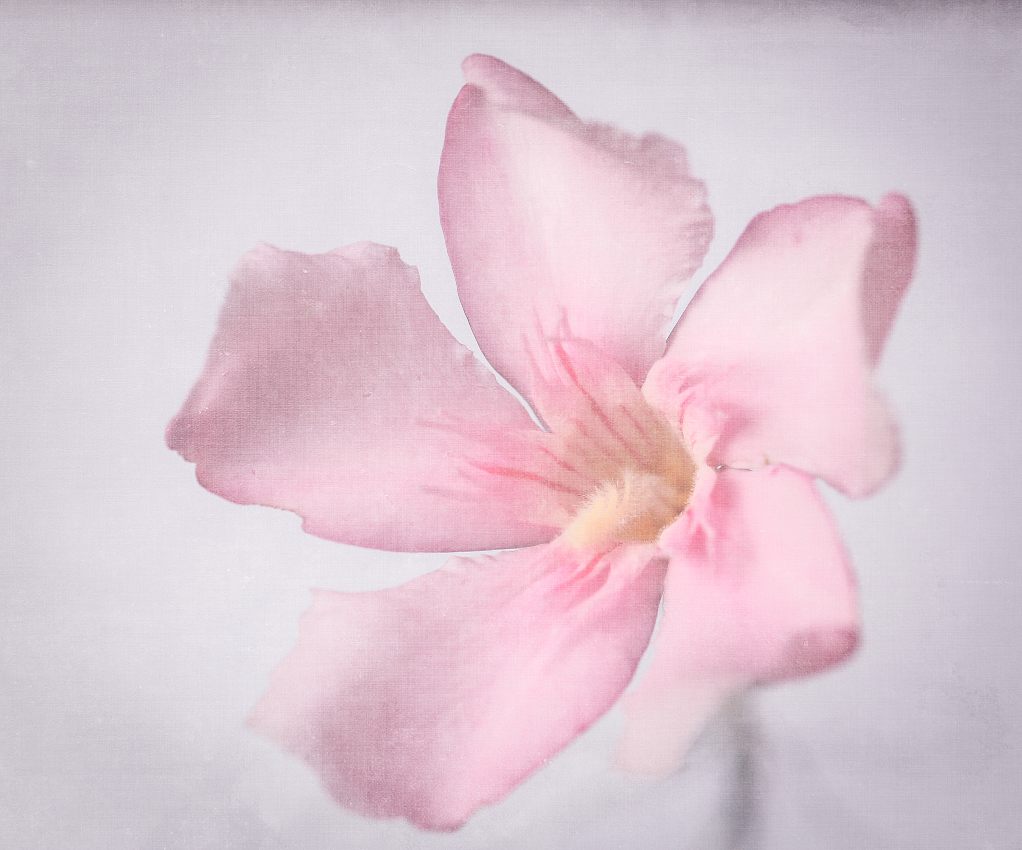 Canon EF 100mm F2.8 Macro USM sample photo. Pink photography