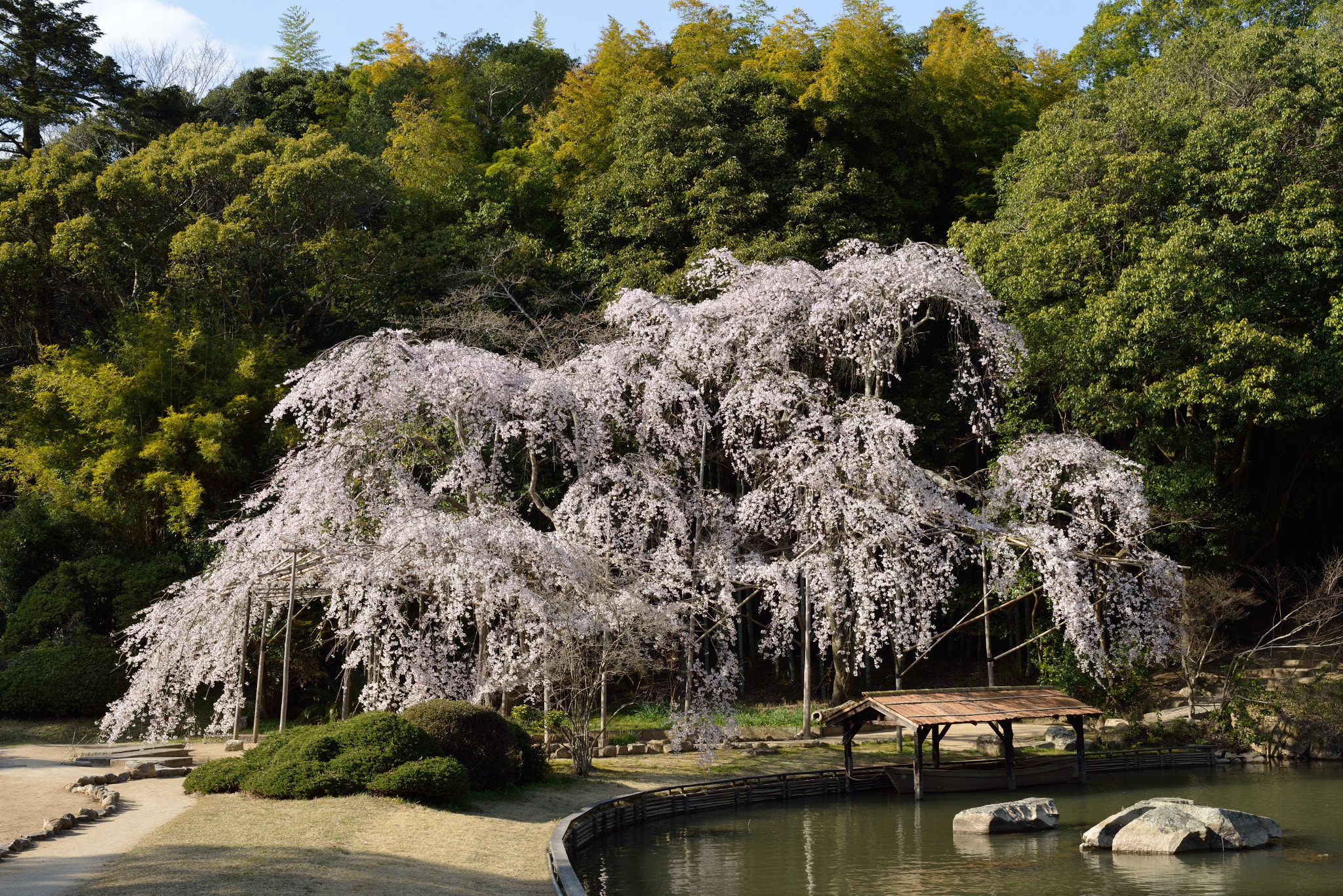 Nikon D800 sample photo. "sakura”weeping cherry tree photography