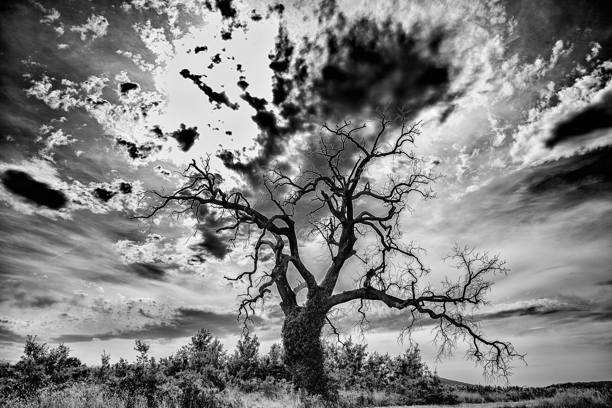 Nikon D3300 + Sigma 18-35mm F1.8 DC HSM Art sample photo. Dead tree photography