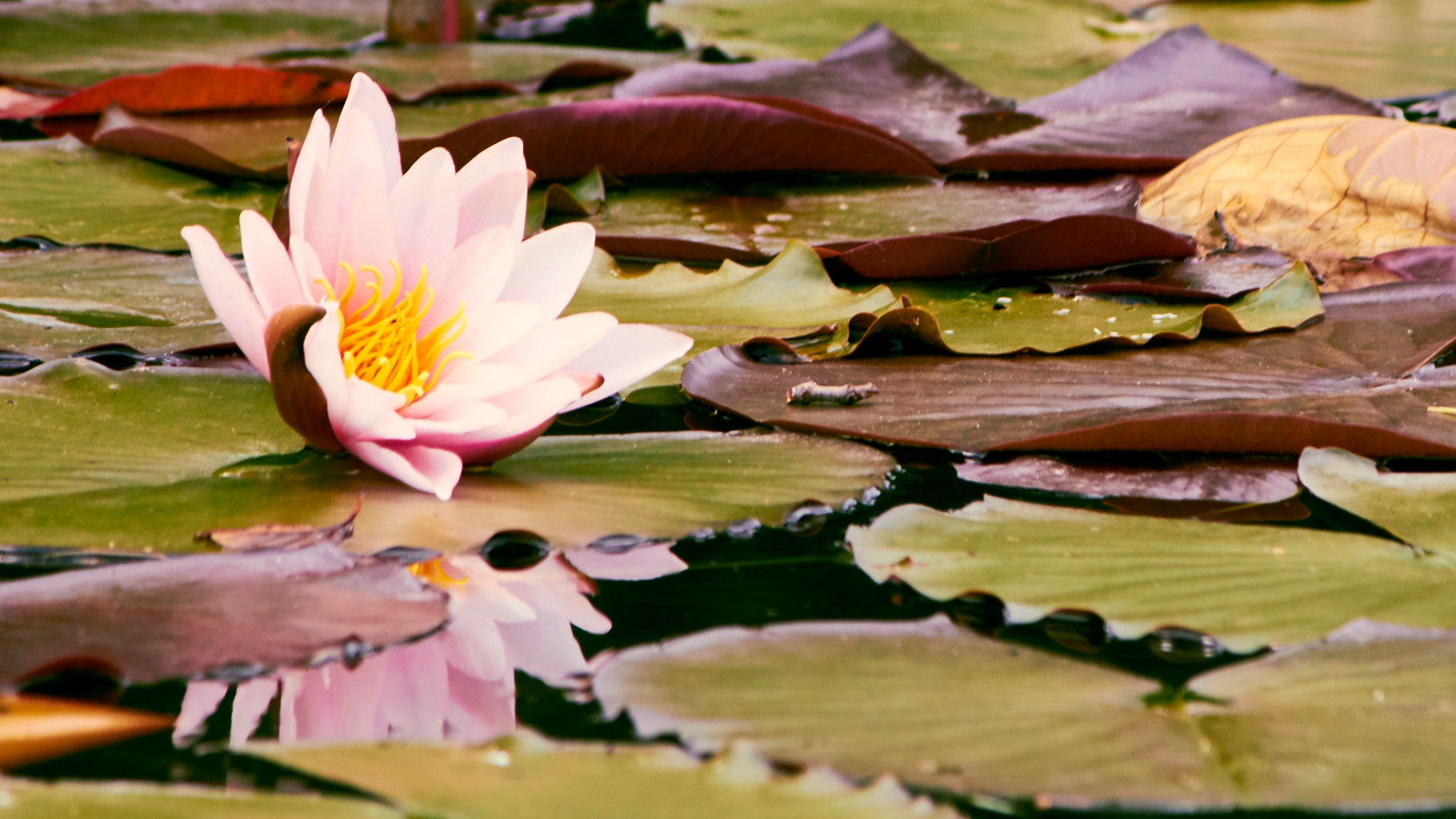 Canon EF-S 55-250mm F4-5.6 IS sample photo. Water lilie photography