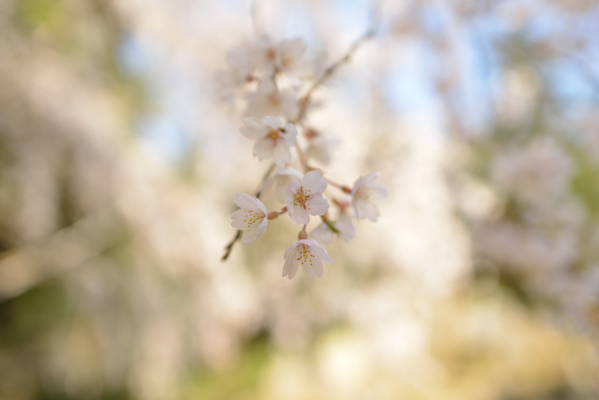 Nikon D800 sample photo. "sakura" weeping cherry tree photography