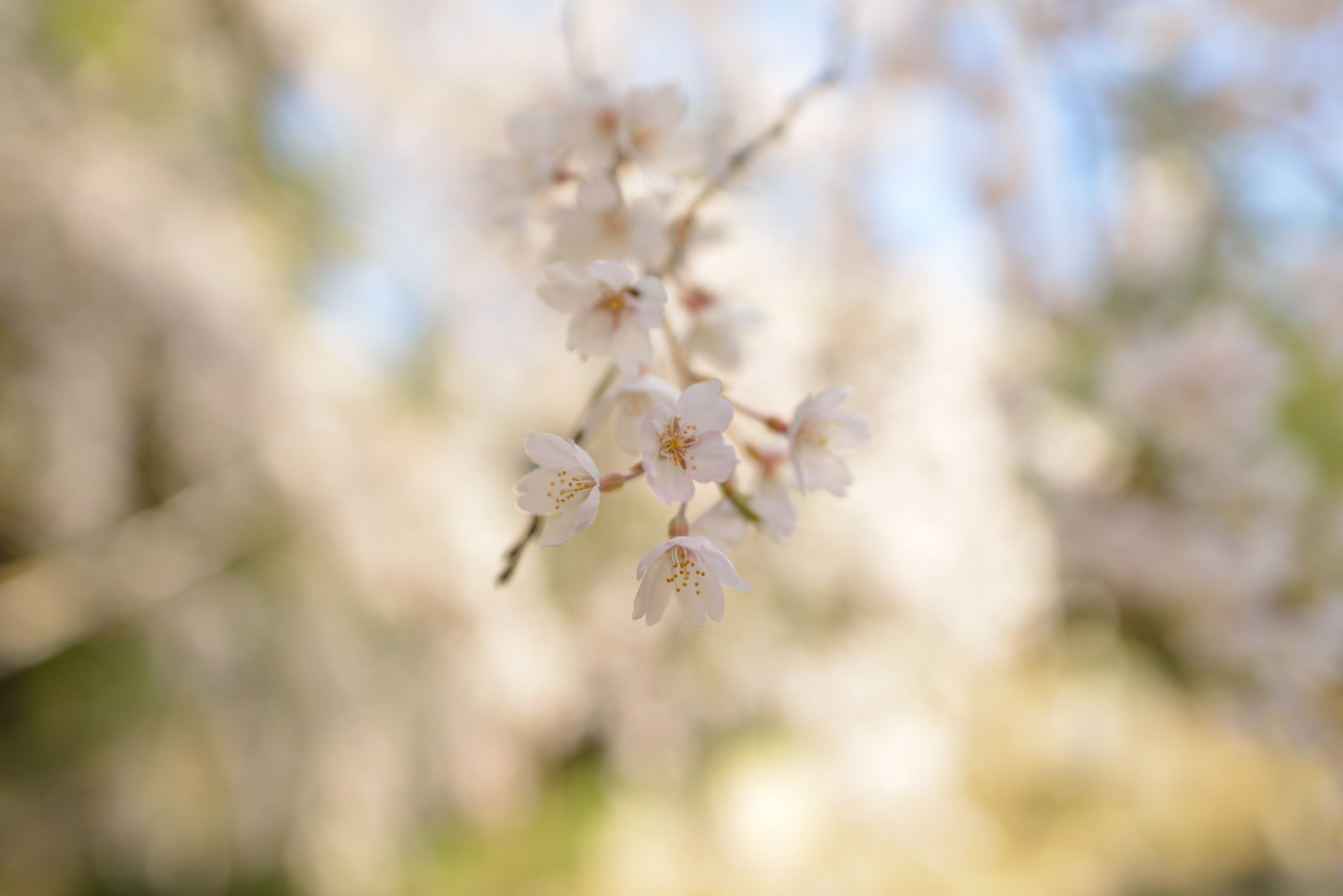 Nikon D800 + Nikon AF-S Nikkor 24mm F1.8G ED sample photo. "sakura" weeping cherry tree photography