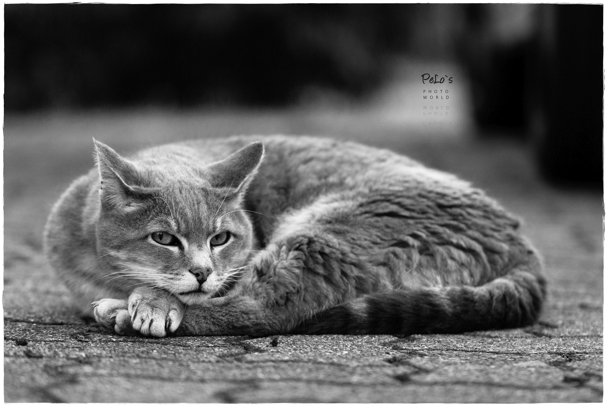 Canon EOS 700D (EOS Rebel T5i / EOS Kiss X7i) + Canon EF 100mm F2.8L Macro IS USM sample photo. Cat cushion photography