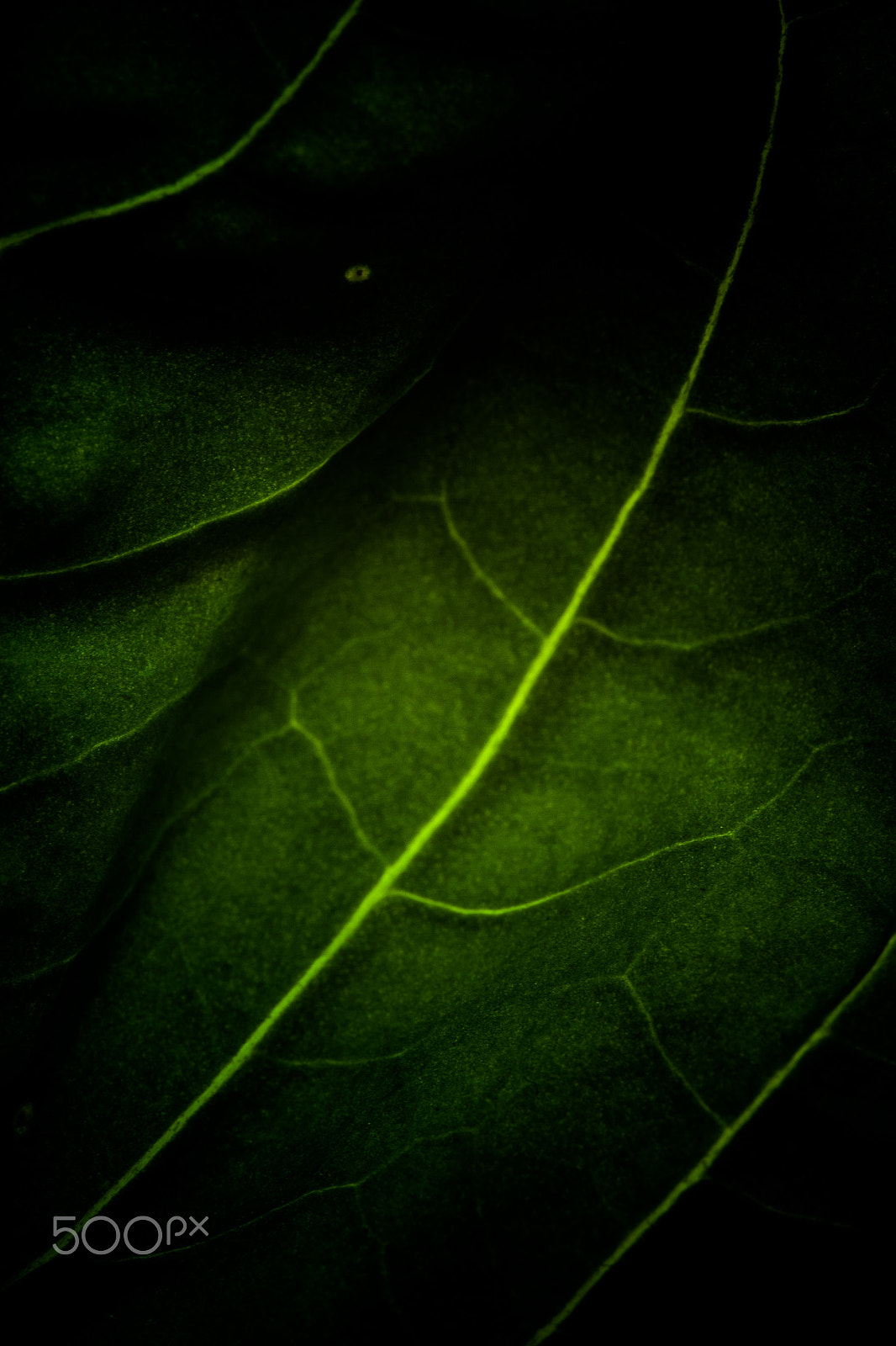 Canon EOS 7D + Sigma 105mm F2.8 EX DG Macro sample photo. Backlit basil leaf macro photography