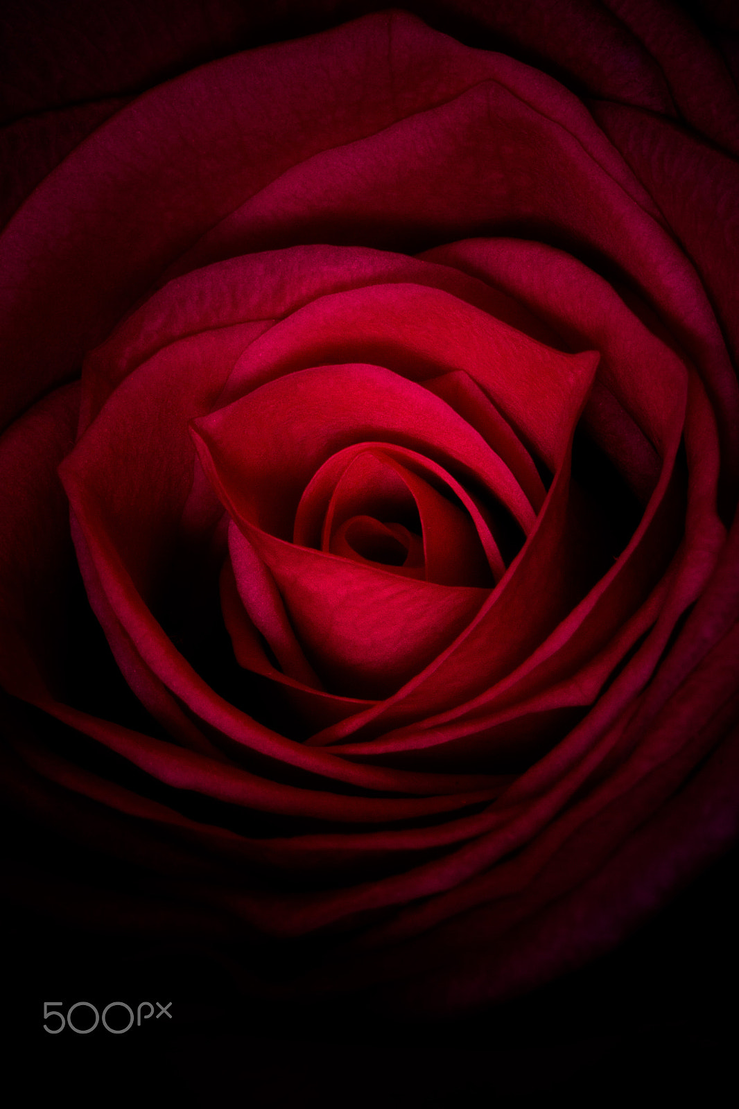 Canon EOS 7D + Sigma 105mm F2.8 EX DG Macro sample photo. Pink rose macro photography