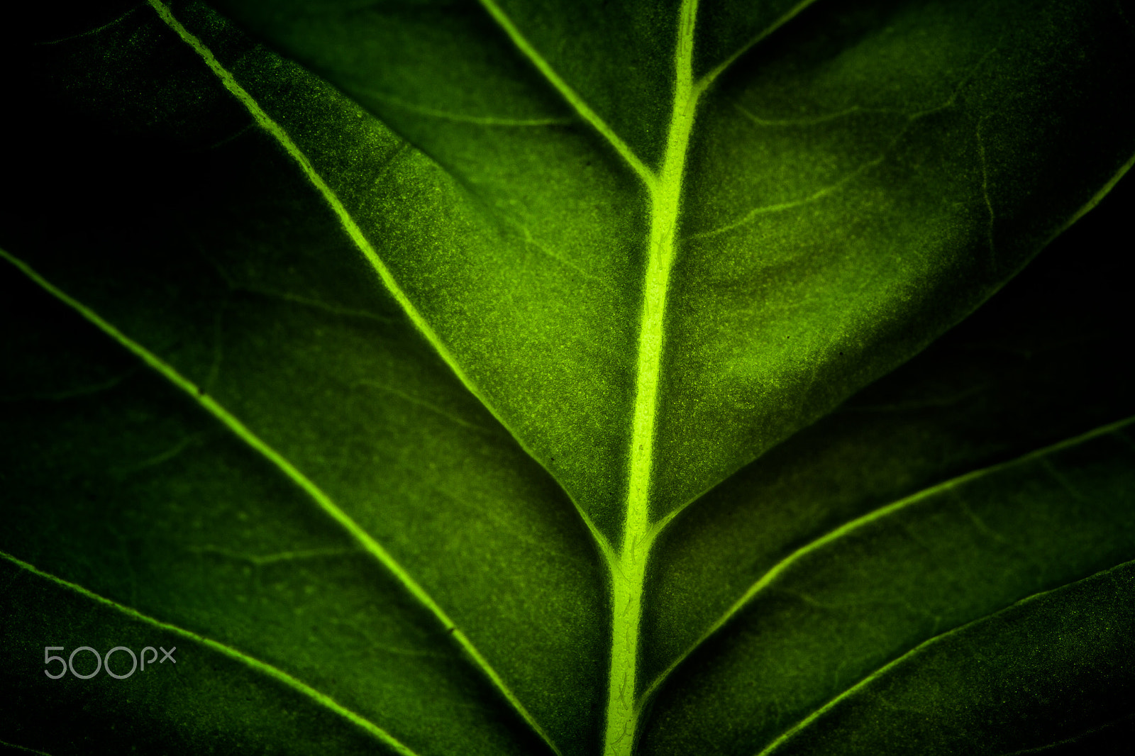 Canon EOS 7D + Sigma 105mm F2.8 EX DG Macro sample photo. Backlit basil leaf macro photography