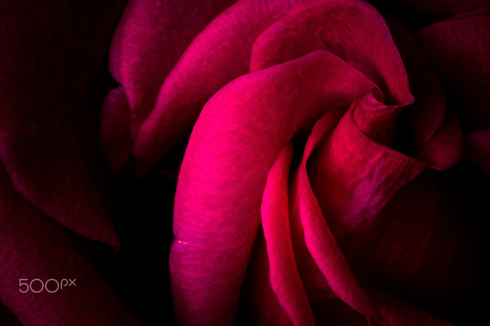Canon EOS 7D + Sigma 105mm F2.8 EX DG Macro sample photo. Pink rose macro photography