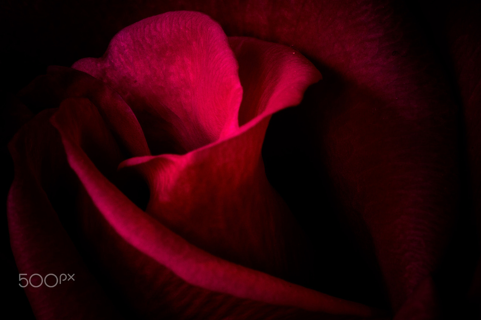 Canon EOS 7D + Sigma 105mm F2.8 EX DG Macro sample photo. Pink rose macro photography