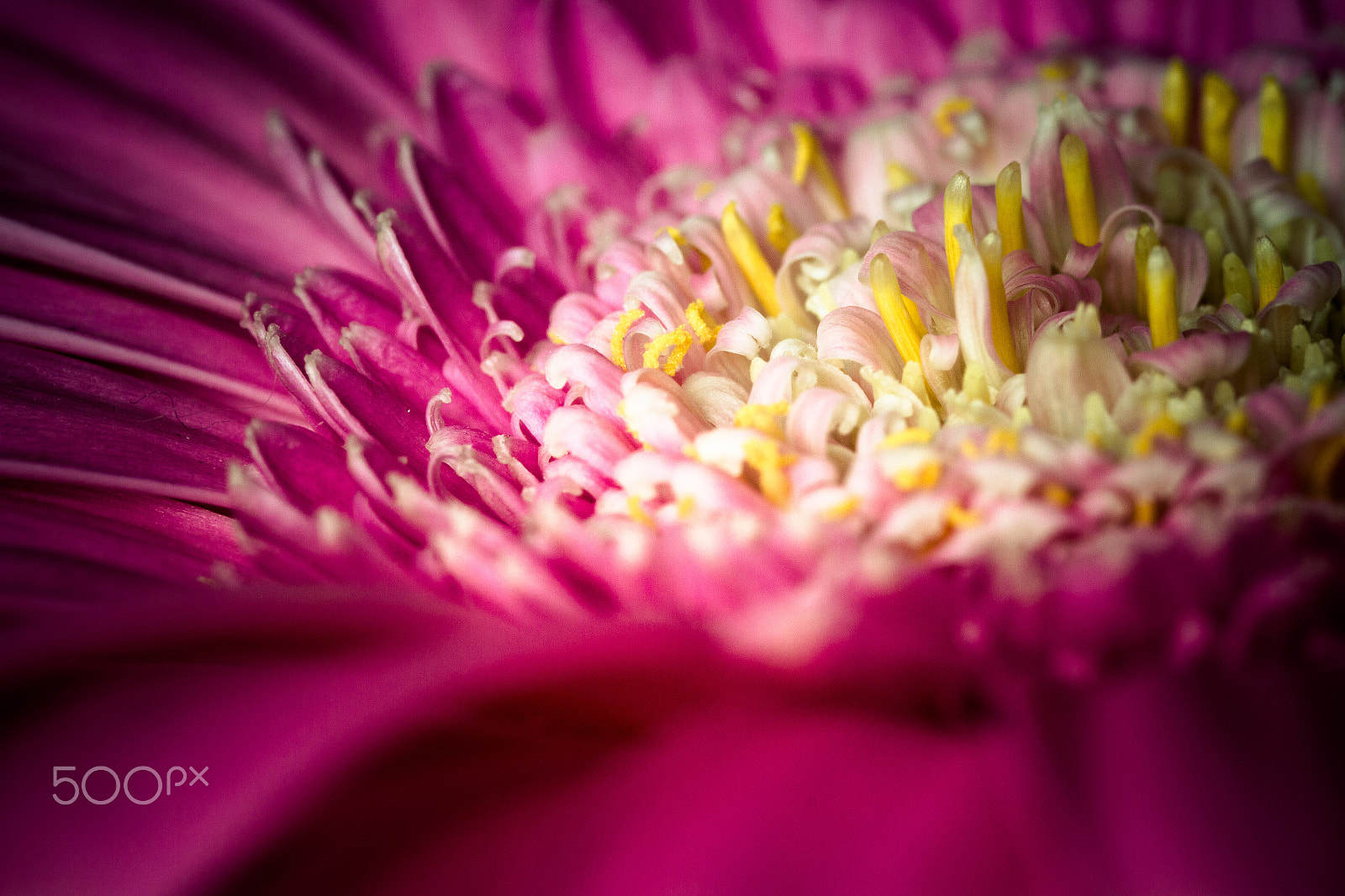 Canon EOS 7D + Sigma 105mm F2.8 EX DG Macro sample photo. Pink gerbera macro photography