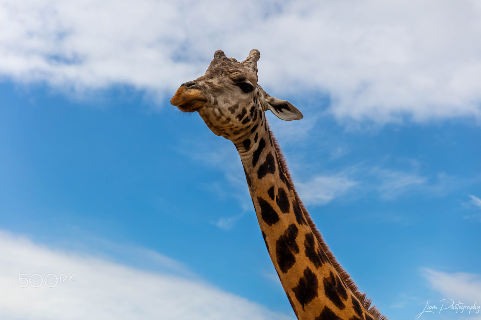 Sigma 24-70mm F2.8 EX DG Macro sample photo. Giraffe photography