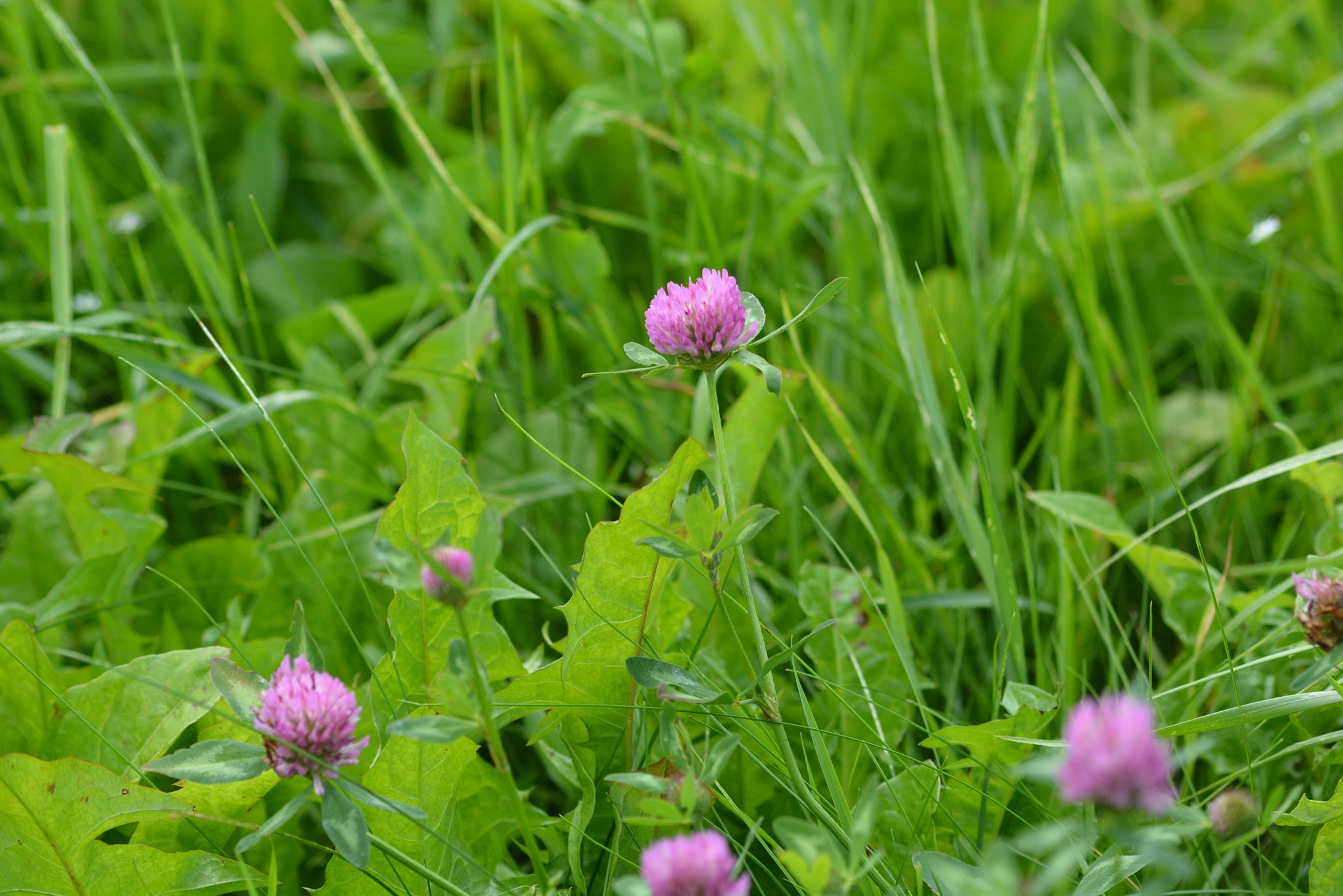 Nikon D7100 + AF Nikkor 70-210mm f/4-5.6 sample photo. A meadow photography