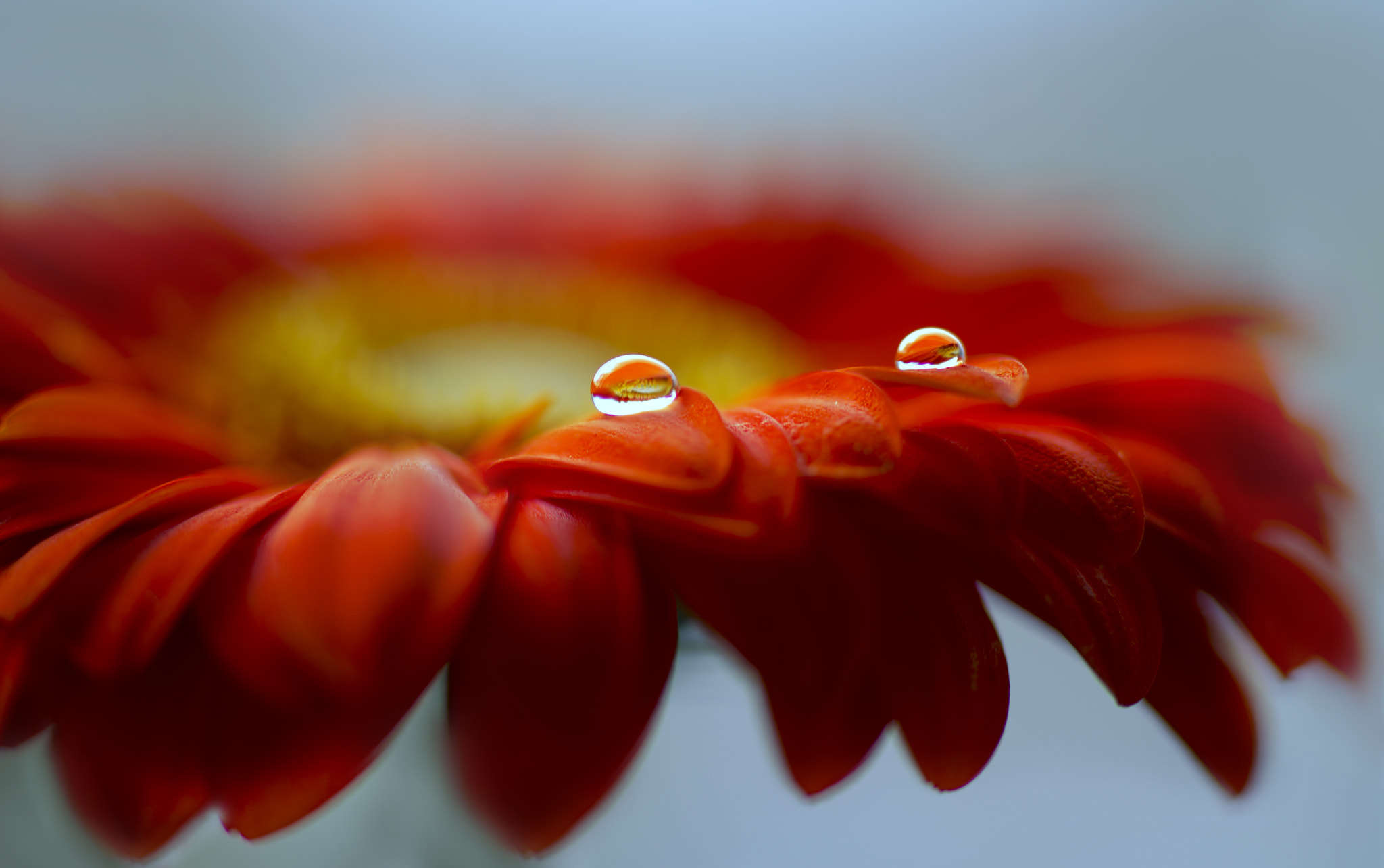 Canon EOS 6D + ZEISS Makro-Planar T* 100mm F2 sample photo. Flower drop photography