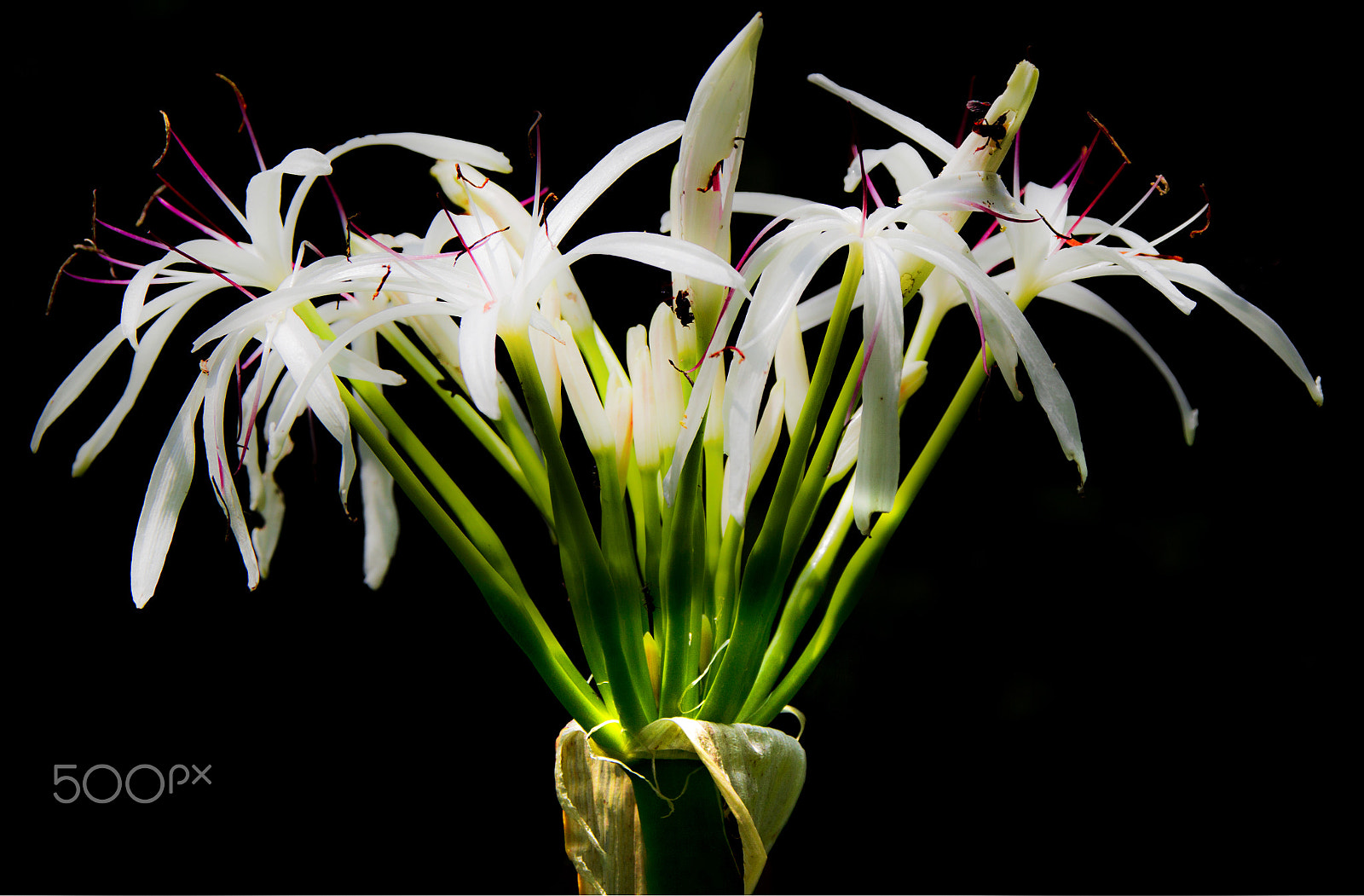 Canon EOS-1D Mark IV sample photo. Paulo campos photography
