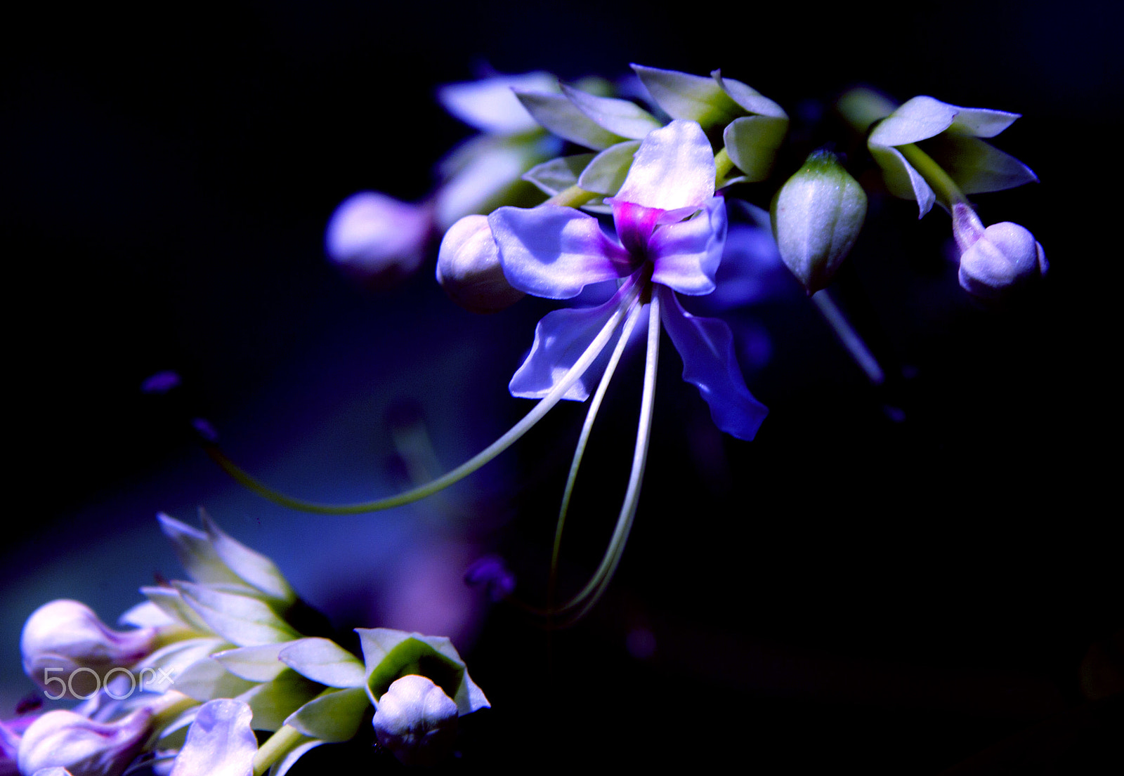 Canon EOS-1D Mark IV sample photo. Paulo campos photography