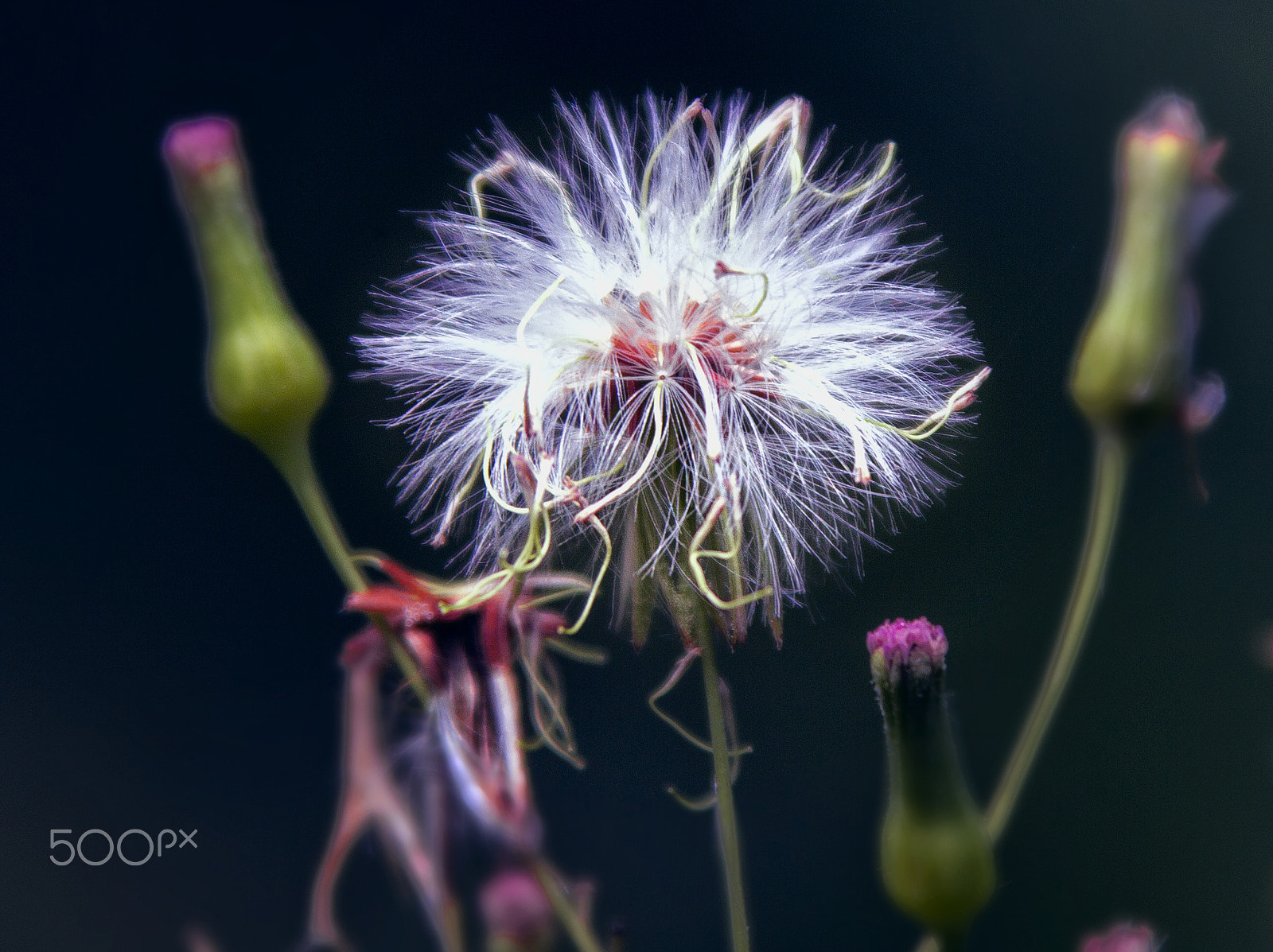 Canon EOS-1D Mark IV sample photo. Paulo campos photography