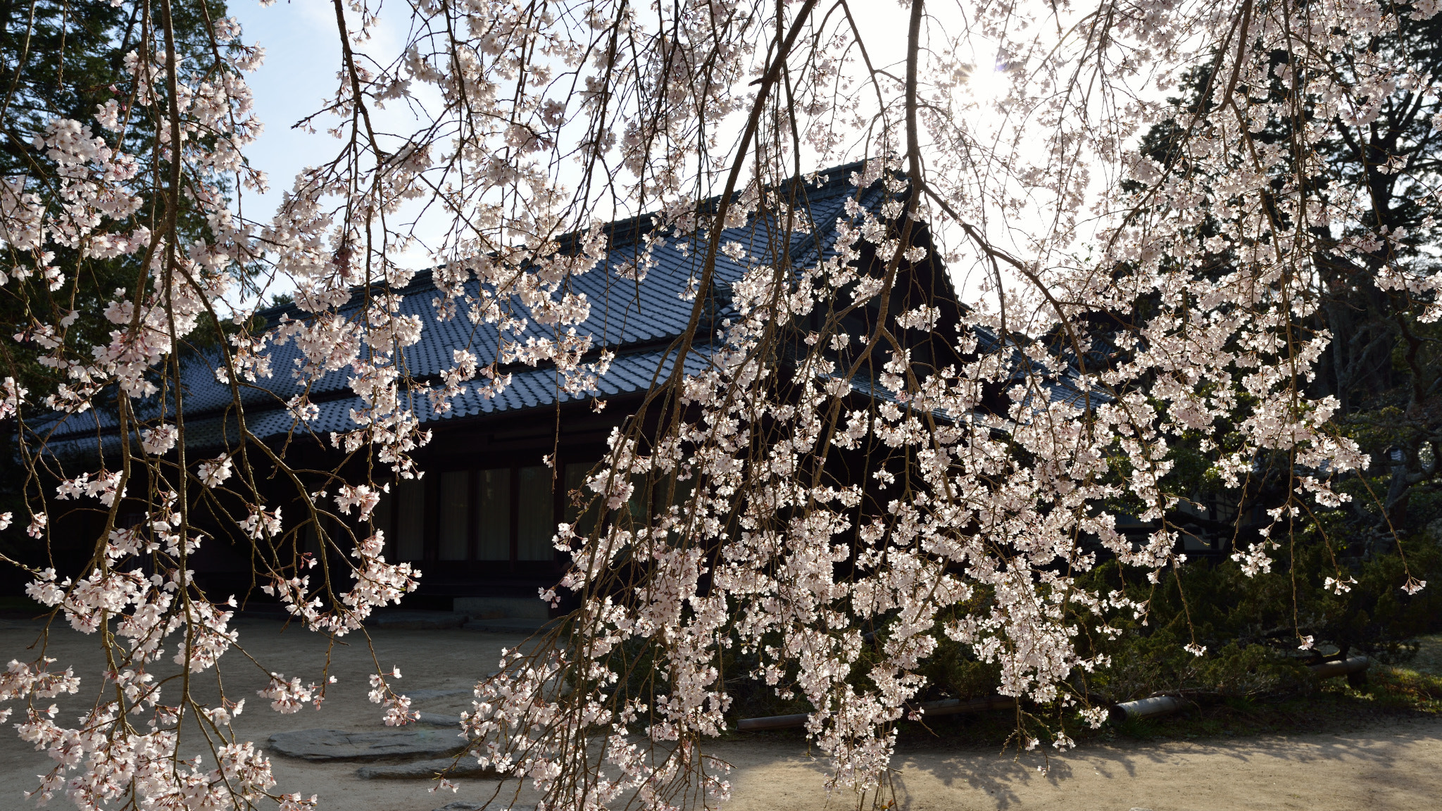 Nikon D800 sample photo. "sakura" weeping cherry tree photography