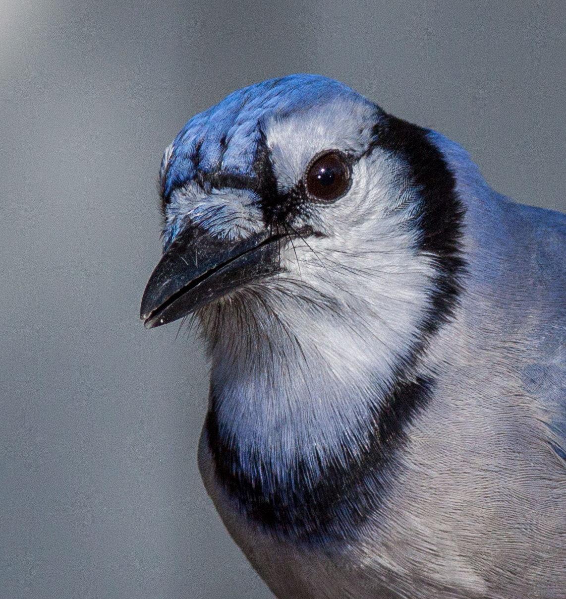 Canon EOS 50D + Canon EF 300mm F4L IS USM sample photo. Blue jay portraiture photography