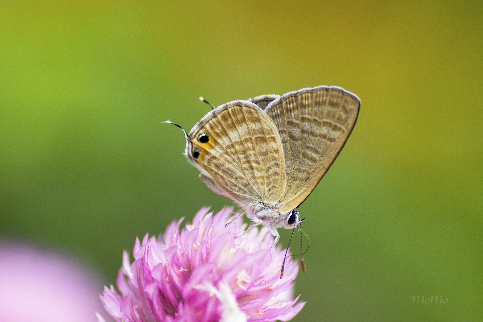 Canon EOS-1D Mark IV + Tamron SP AF 90mm F2.8 Di Macro sample photo. Lampides boeticus☆ 。 photography